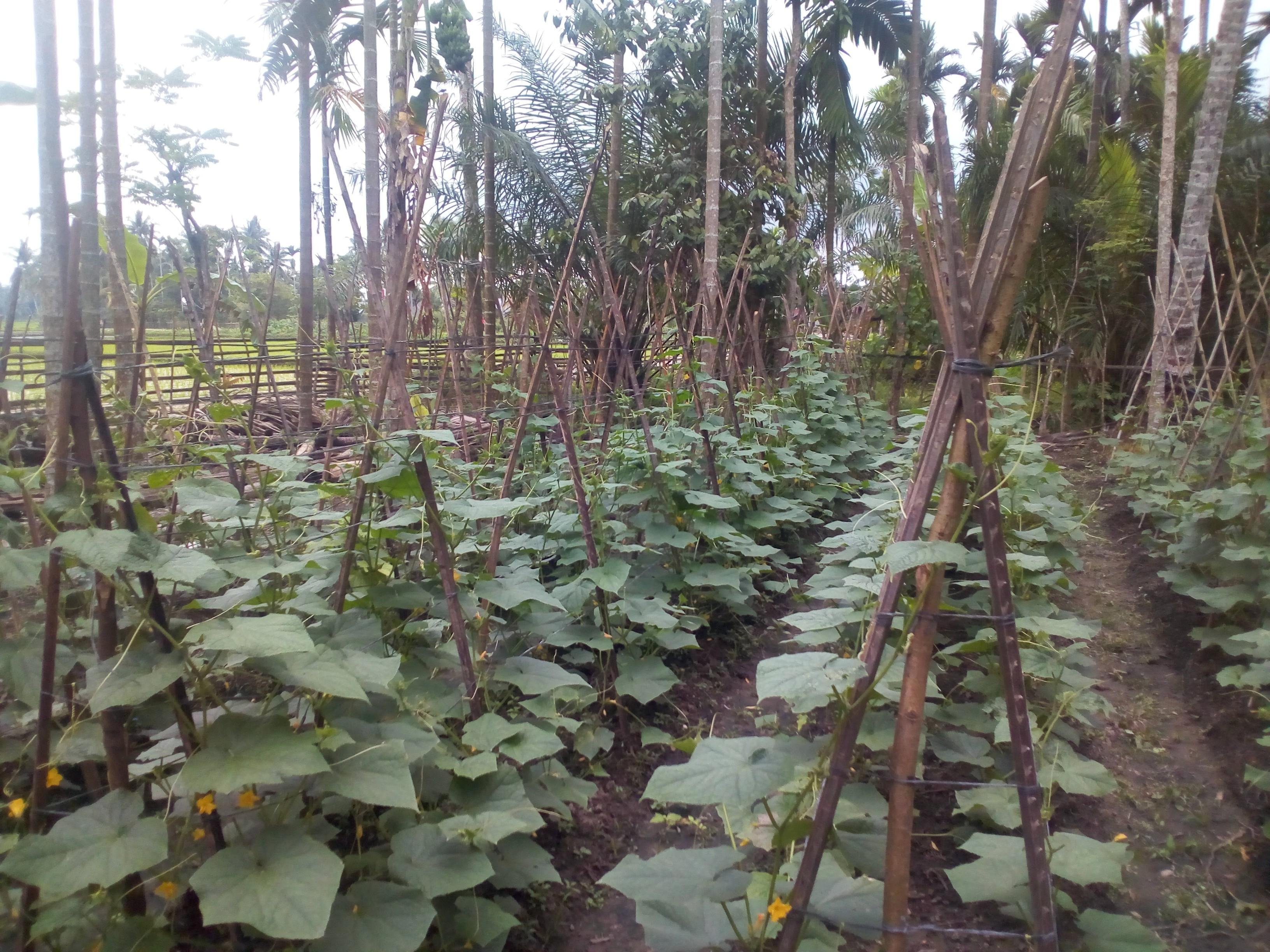 Menanam timun  di kebun  kosong Plant cucumber in empty 