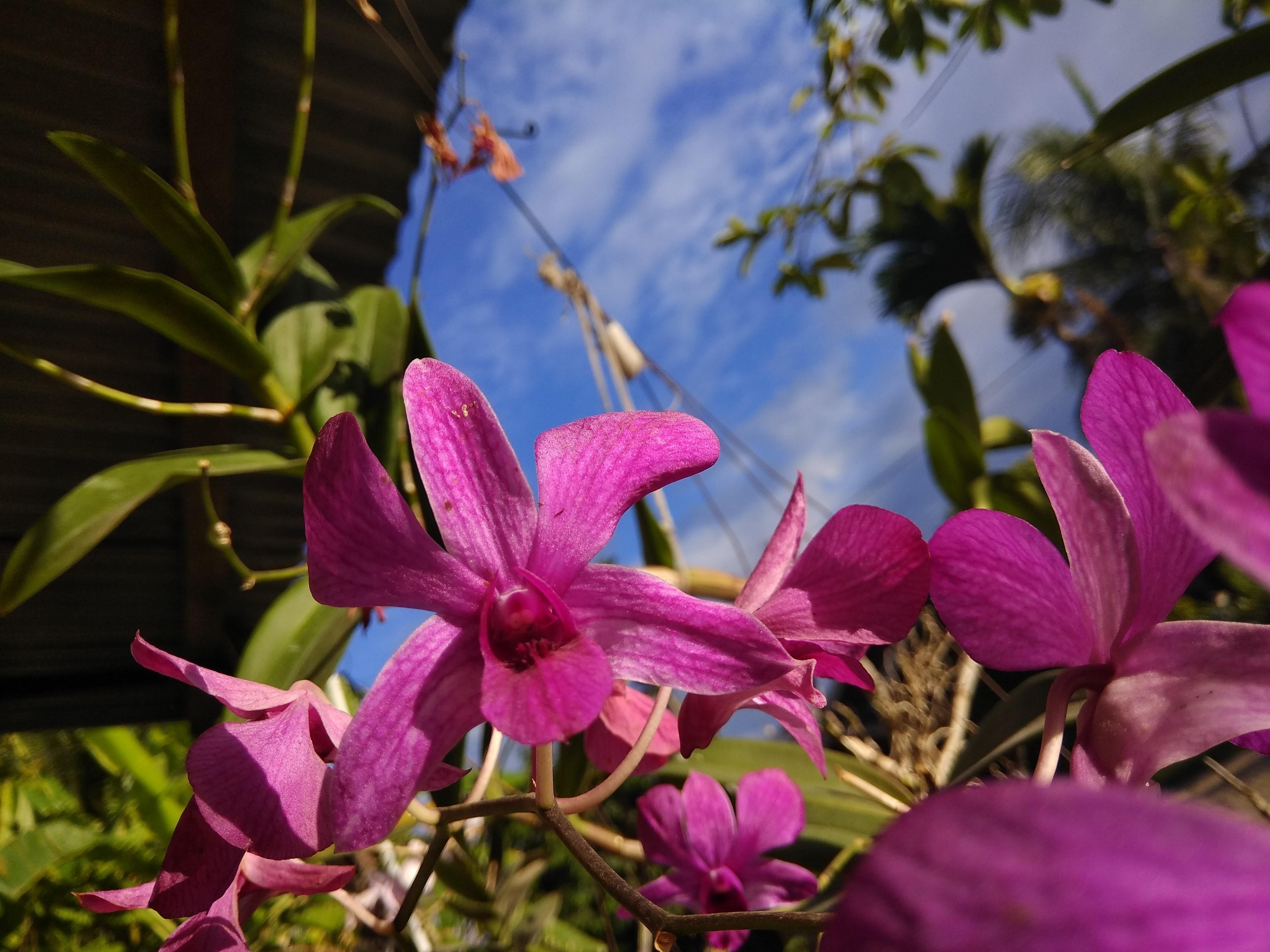 Menakjubkan 21 Bunga  Anggrek  Orchid Gambar  Bunga  HD