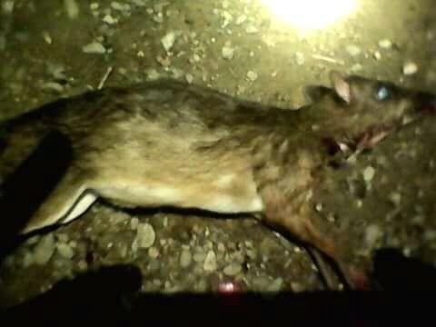 Berburu Napu Atou Napuh Greater Mouse Deer