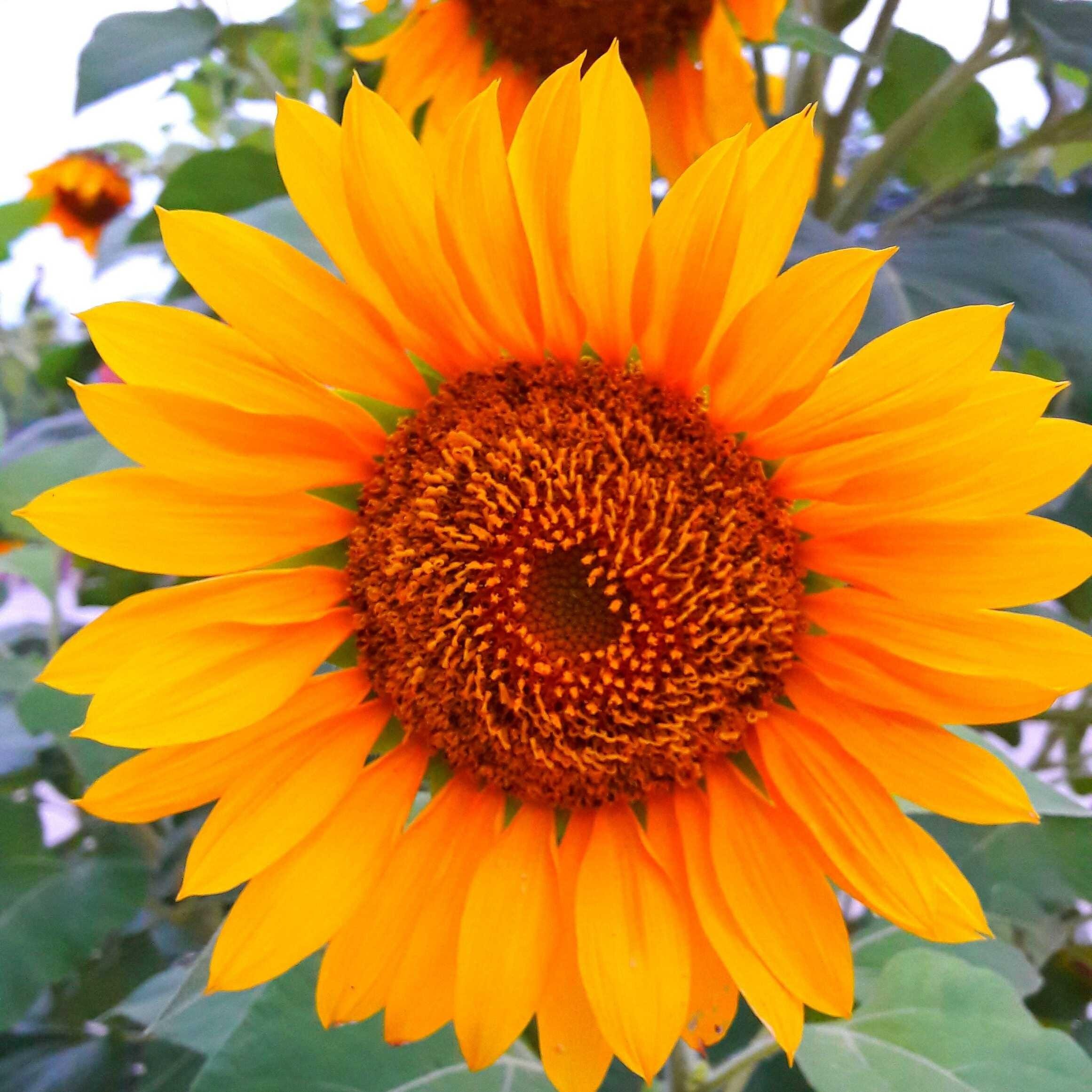  Paling  Populer 19 Gambar  Bunga Matahari Yang Mudah  