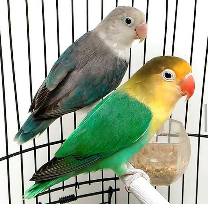 Love Bird Is Beautiful Animalphotography Steempeak