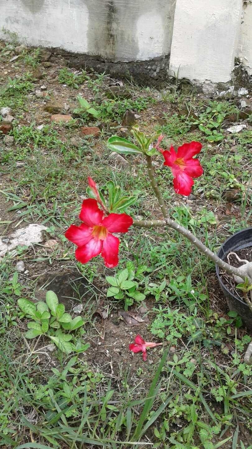 Wow 17 Gambar Bunga Adenium  Merah Gambar  Bunga  HD