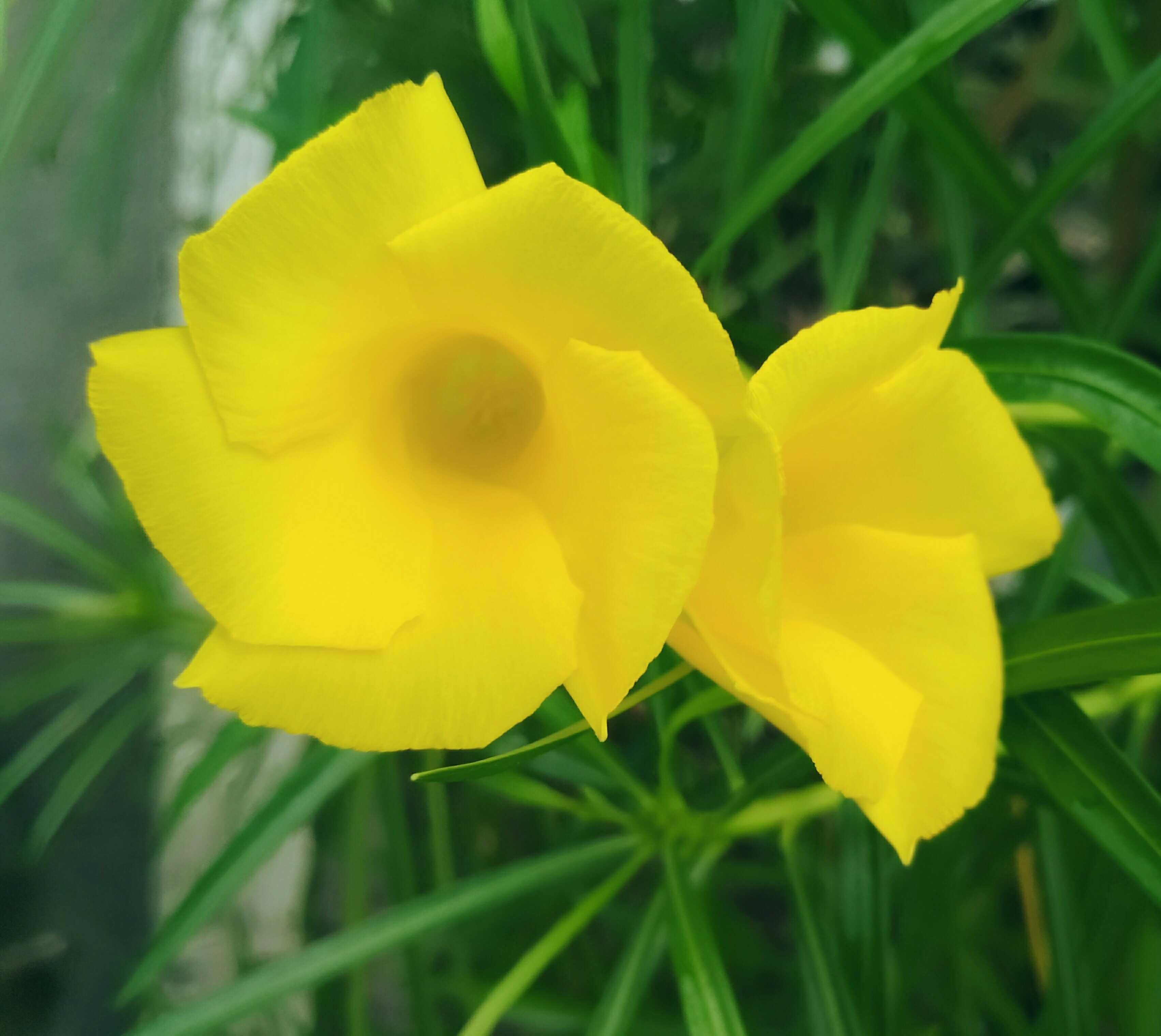Gambar Bunga Berwarna Kuning Gambar Ngetrend dan VIRAL
