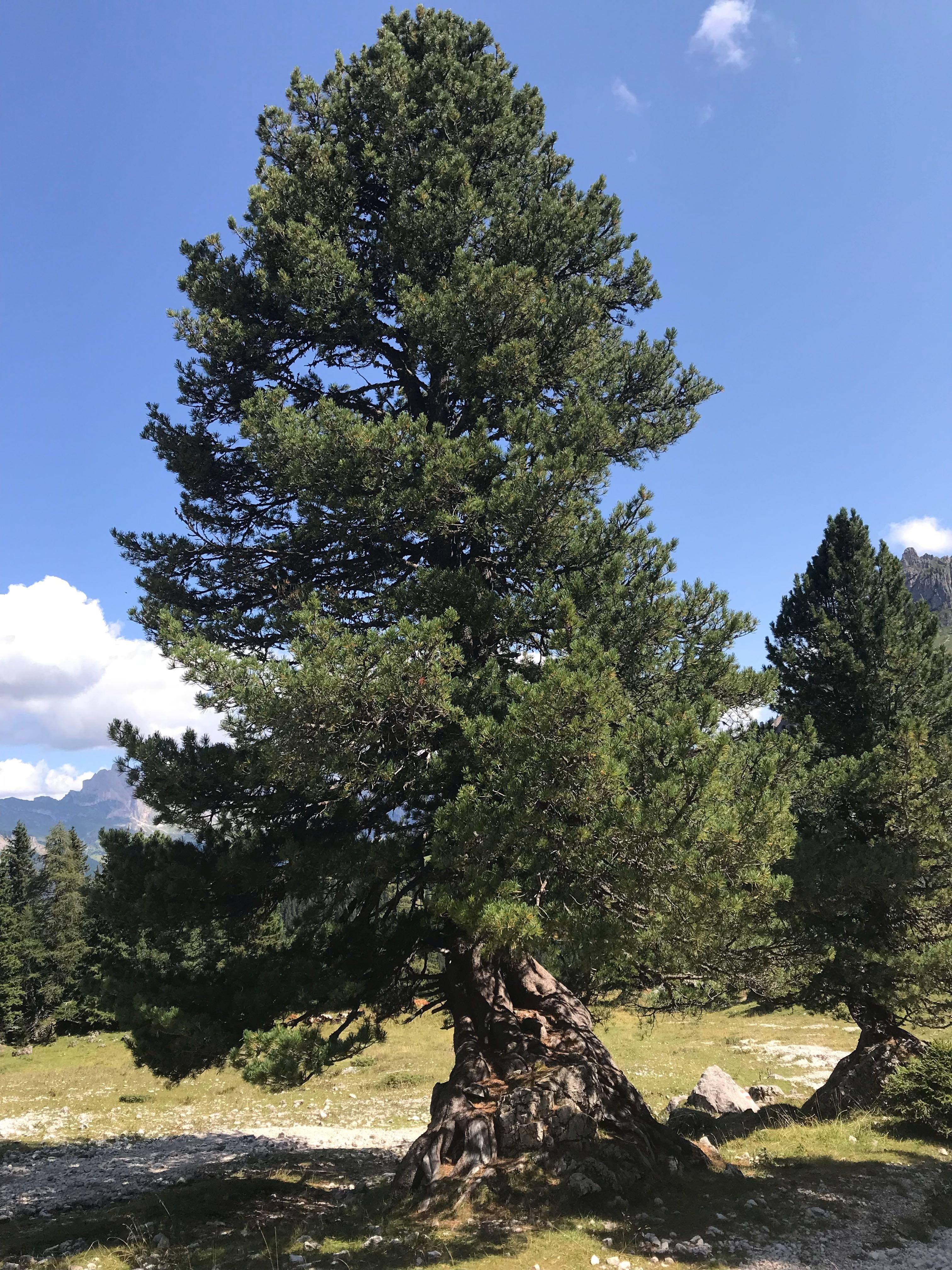 Trees growing on rocks