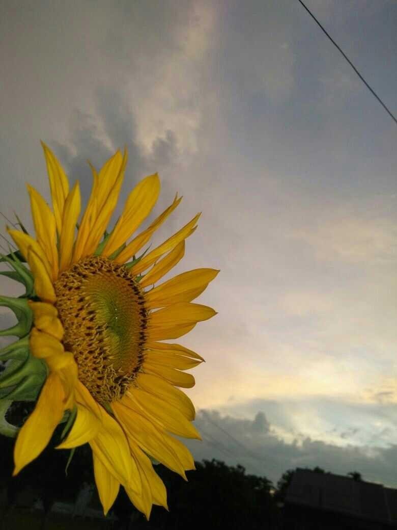 Gambar Bunga Matahari Layu