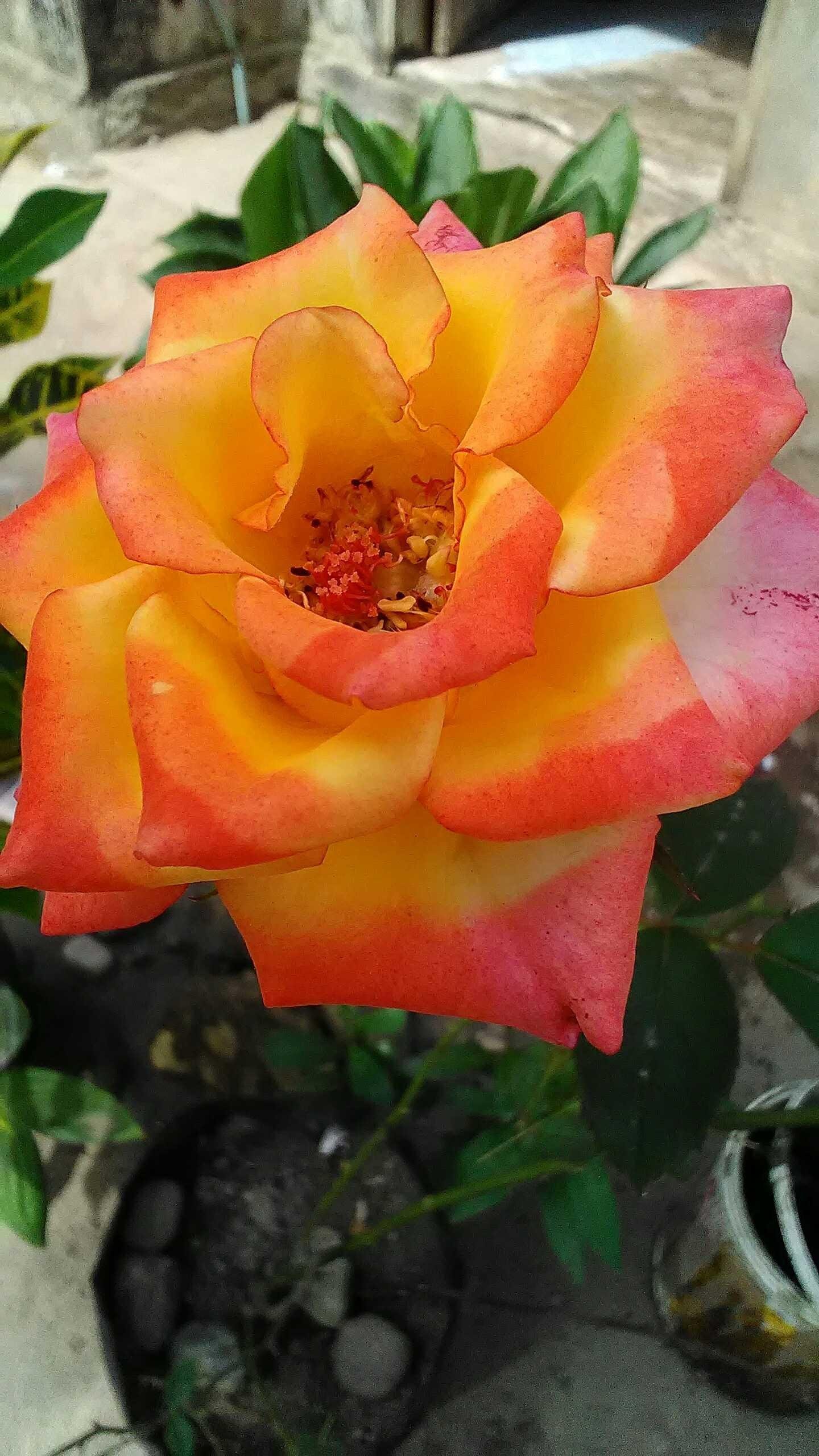 Terkeren 15+ Bunga Mawar Yg Langka - Gambar Bunga HD