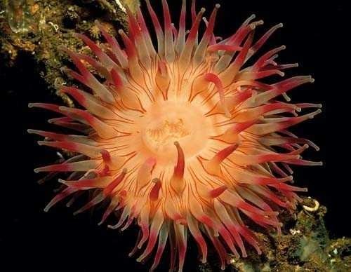 Klasifikasi Coelenterata Dan Gambarnya Esteem