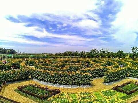 the labyrinth of sunflowers in Panagian