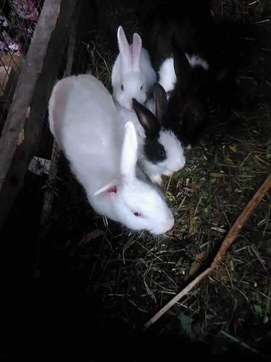 Animals8 Rabbit Grandma House Kelinci Rumah Nenek Steemit Hal Menunjukkan