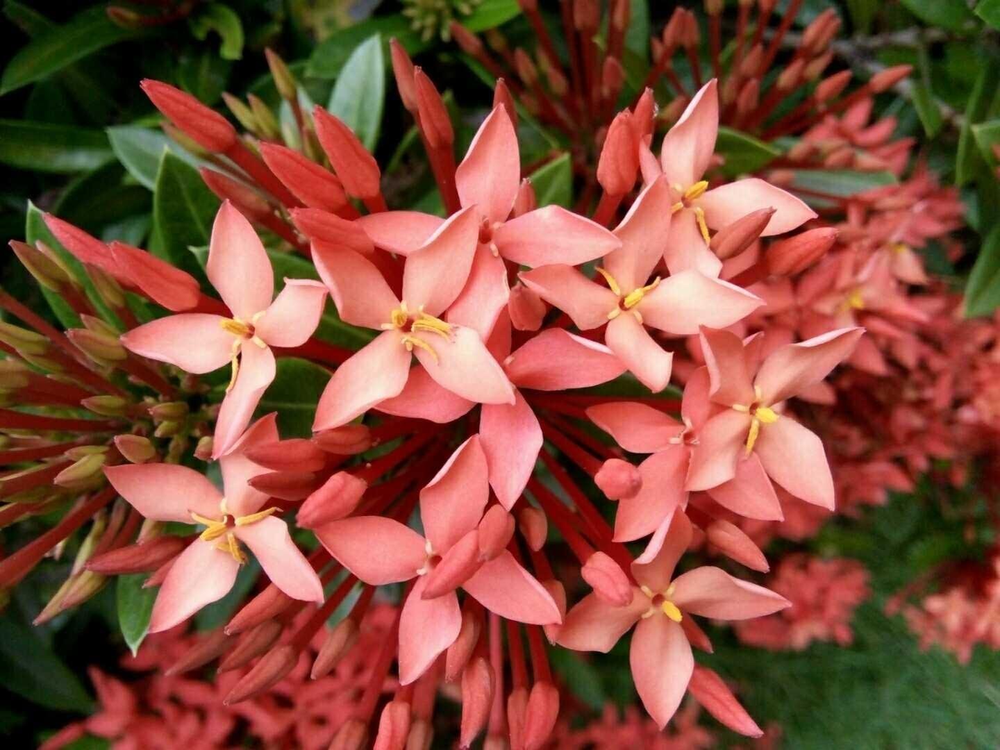 Bentuk Gambar Bunga Asoka - GAMBAR BUNGA