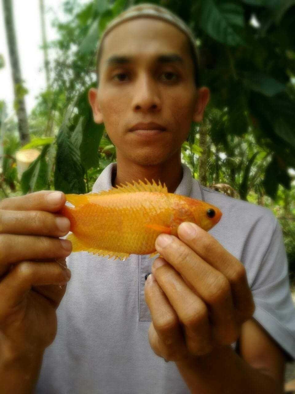 Ikan Puyu Warna Emas Steemkr