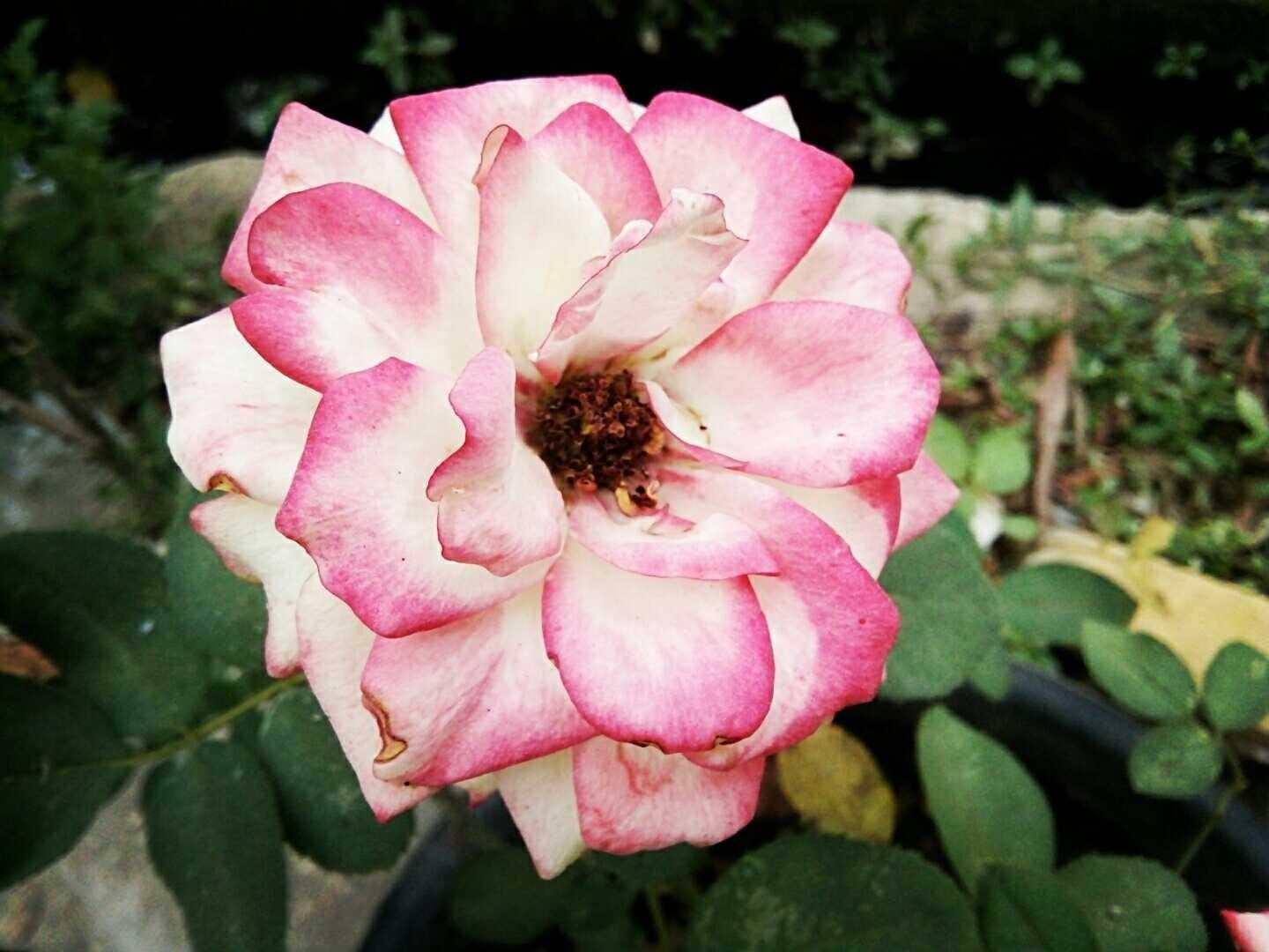 Terkeren 24 Gambar Setangkai Bunga  Mawar  Pink Gambar 