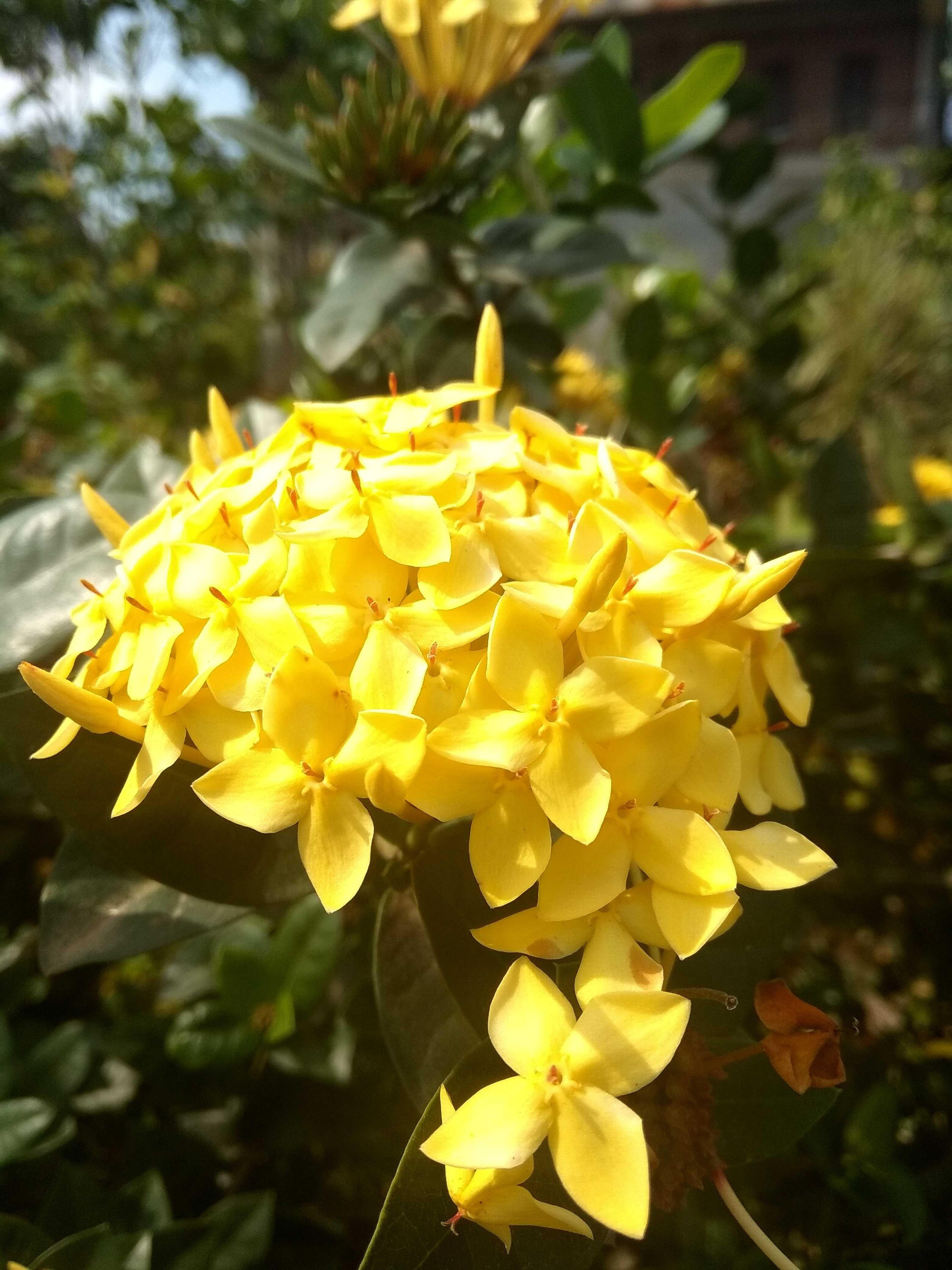 Bunga Kuning Yang Indah Sekali