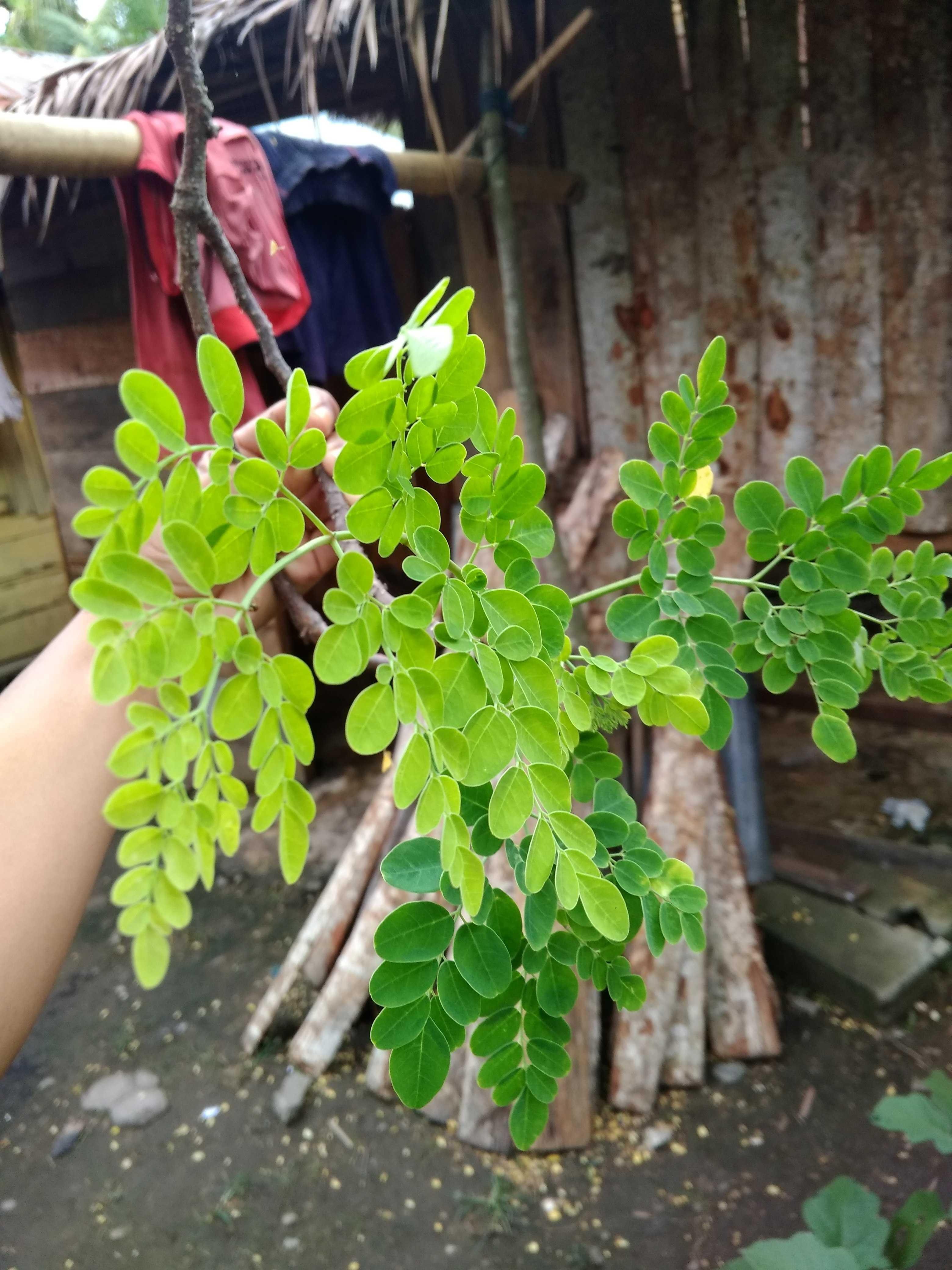 Classification Of Moringa Tree Billingual English And Indonesia Languages Steemkr