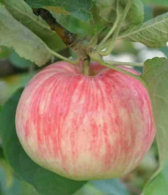 Terkeren 28+ Gambar Buah Buahan Yang Bagus - Richa Gambar