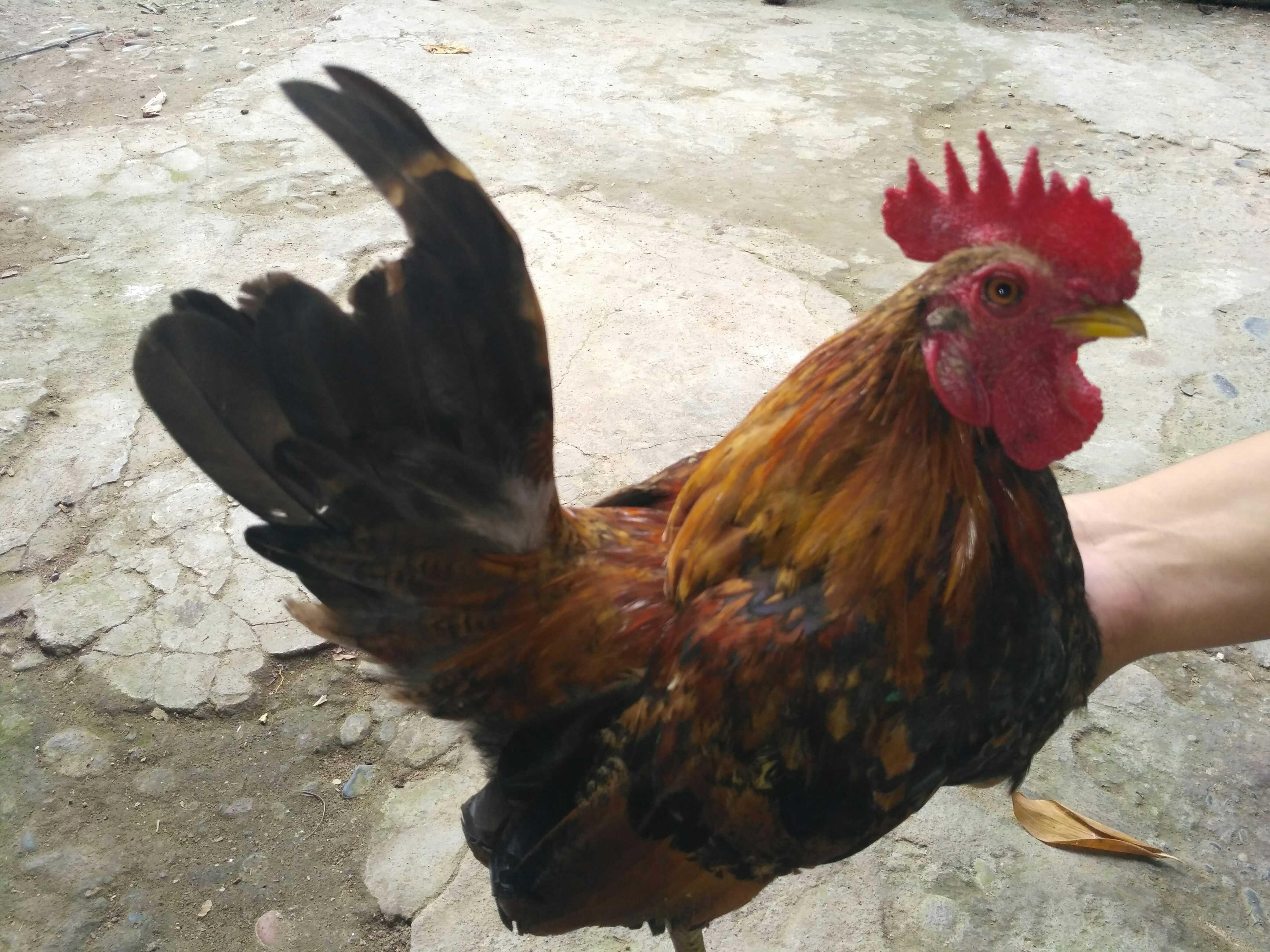  ayam  ayam  katik serama