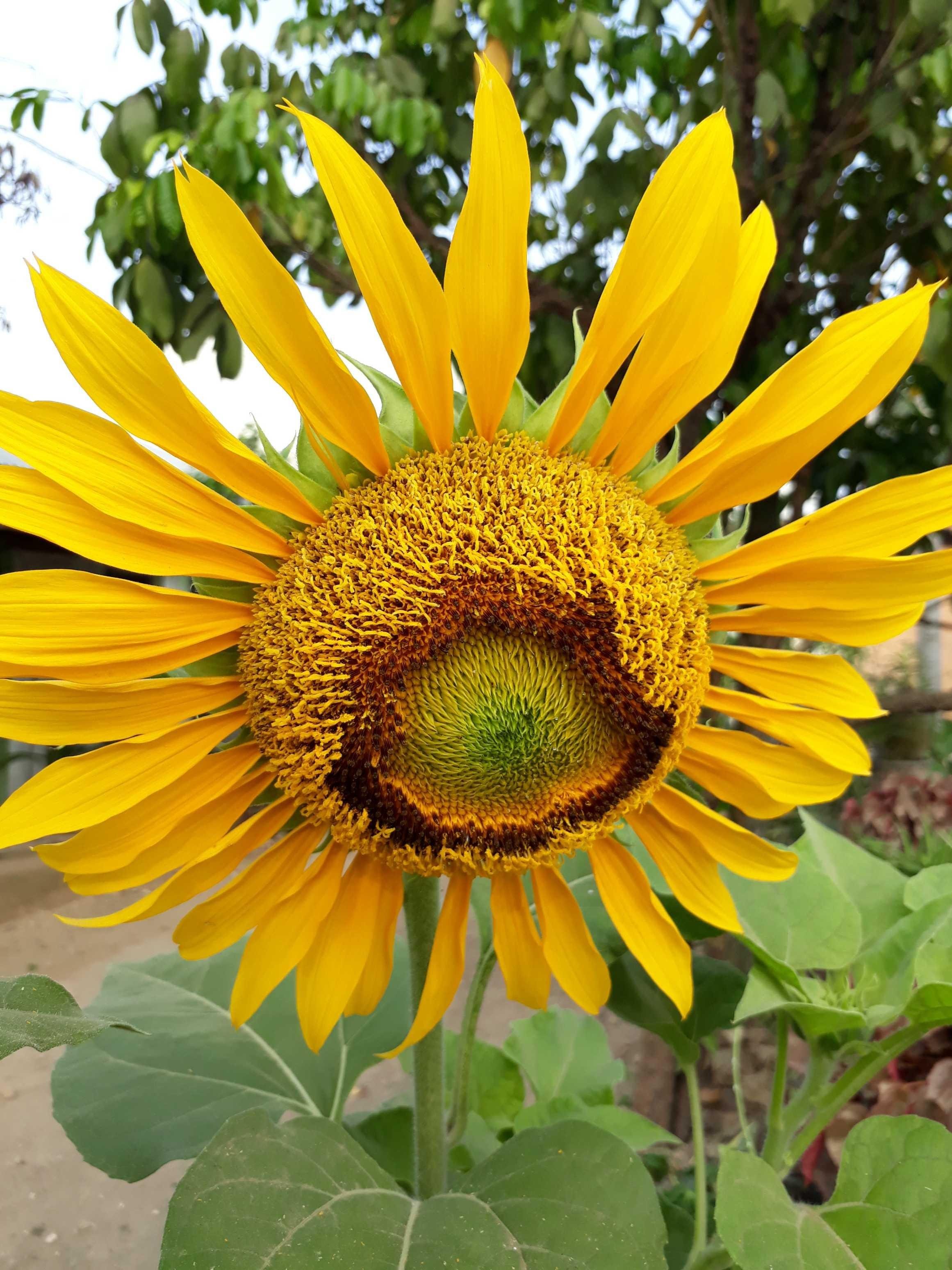 Fantastis 22+ Gambar Dan Filosofi Bunga Matahari - Gambar Bunga Indah