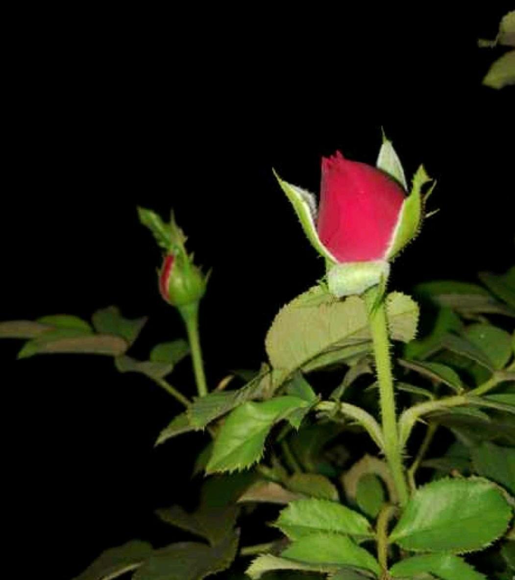 Paling Keren 20 Setangkai  Bunga  Mawar In English Gambar 