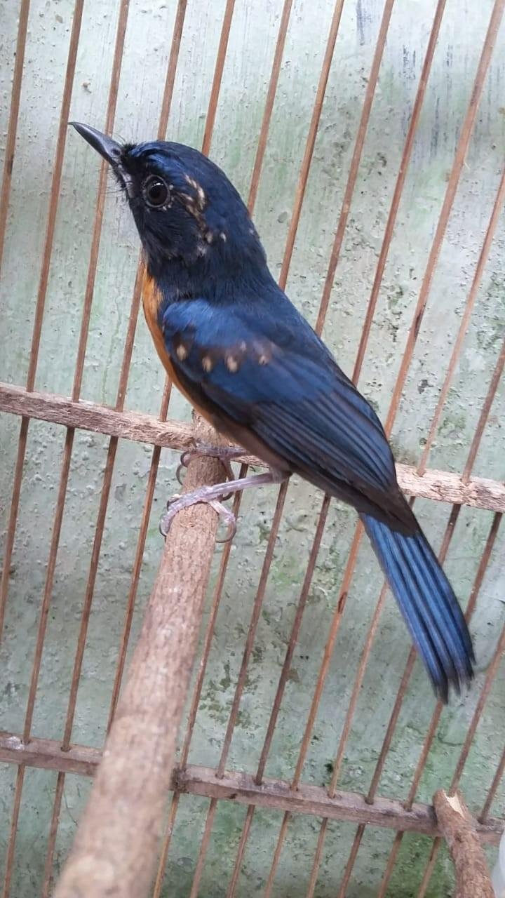 10++ Foto burung tledekan bambu terbaru