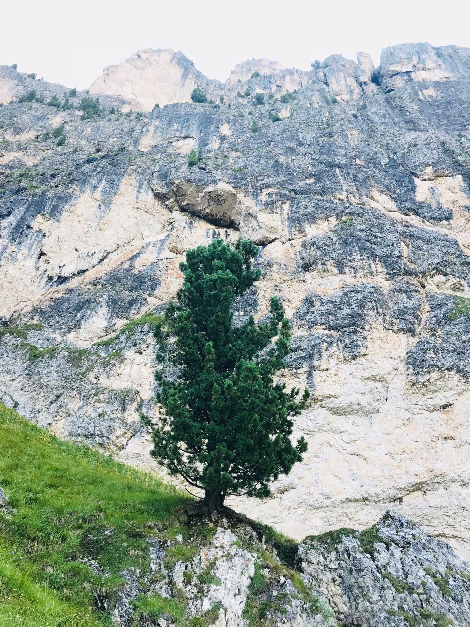 Tree in front of "The Wall"