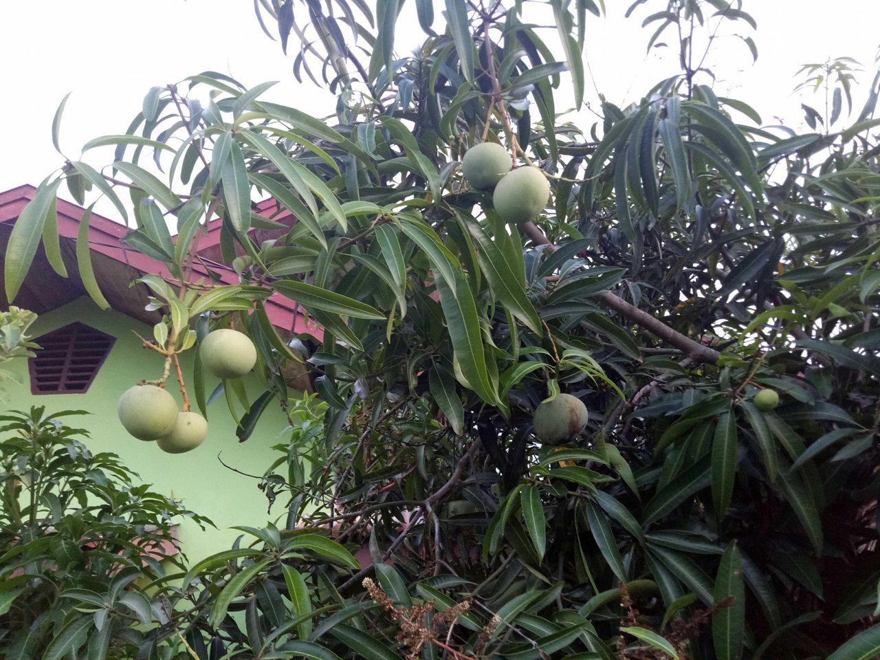 87+ Gambar Apel Dan Mangga Terlihat Keren 87+ Gambar Apel Dan Mangga Terlihat Keren