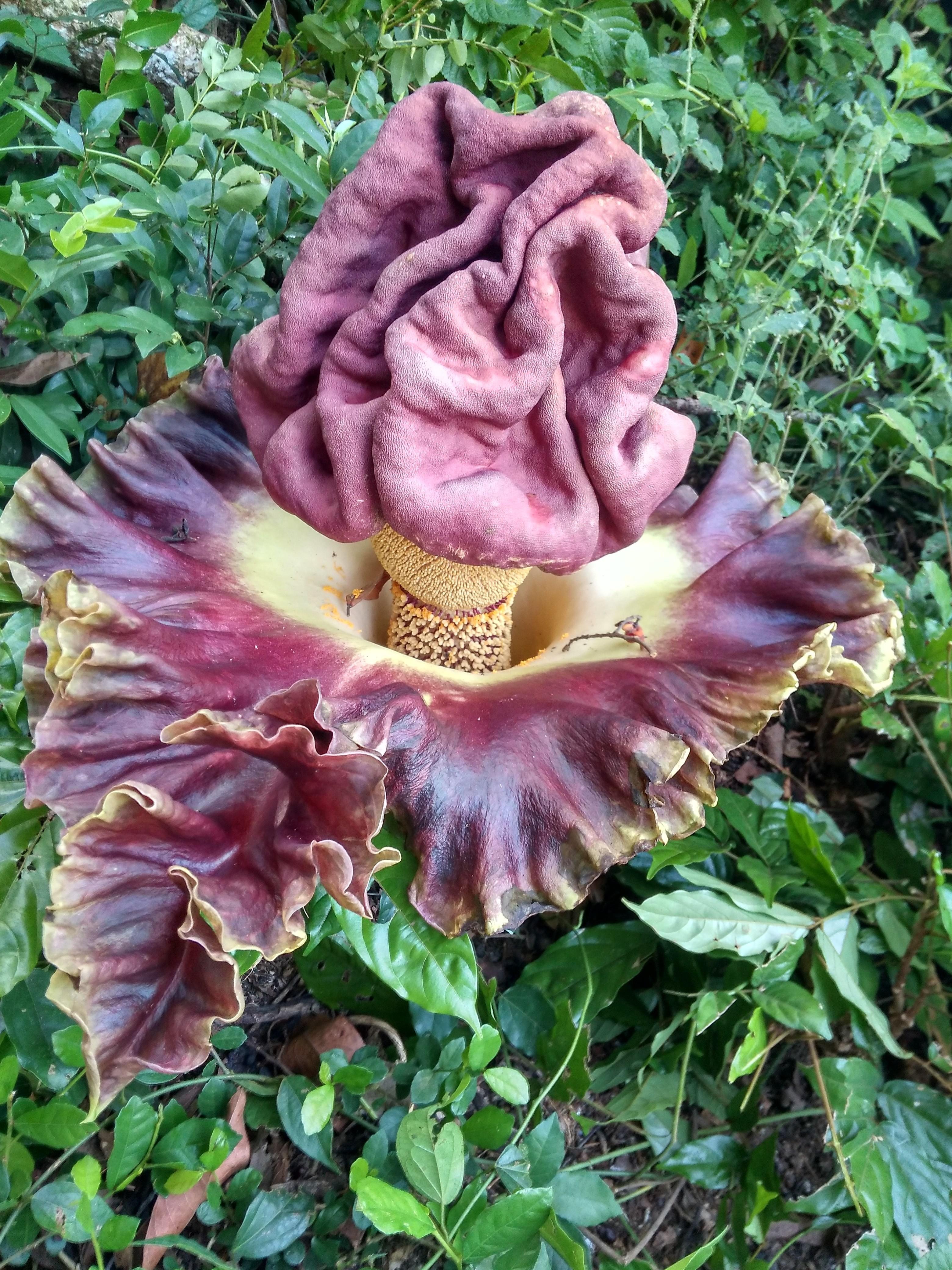 flowers giant carcass — Steemit