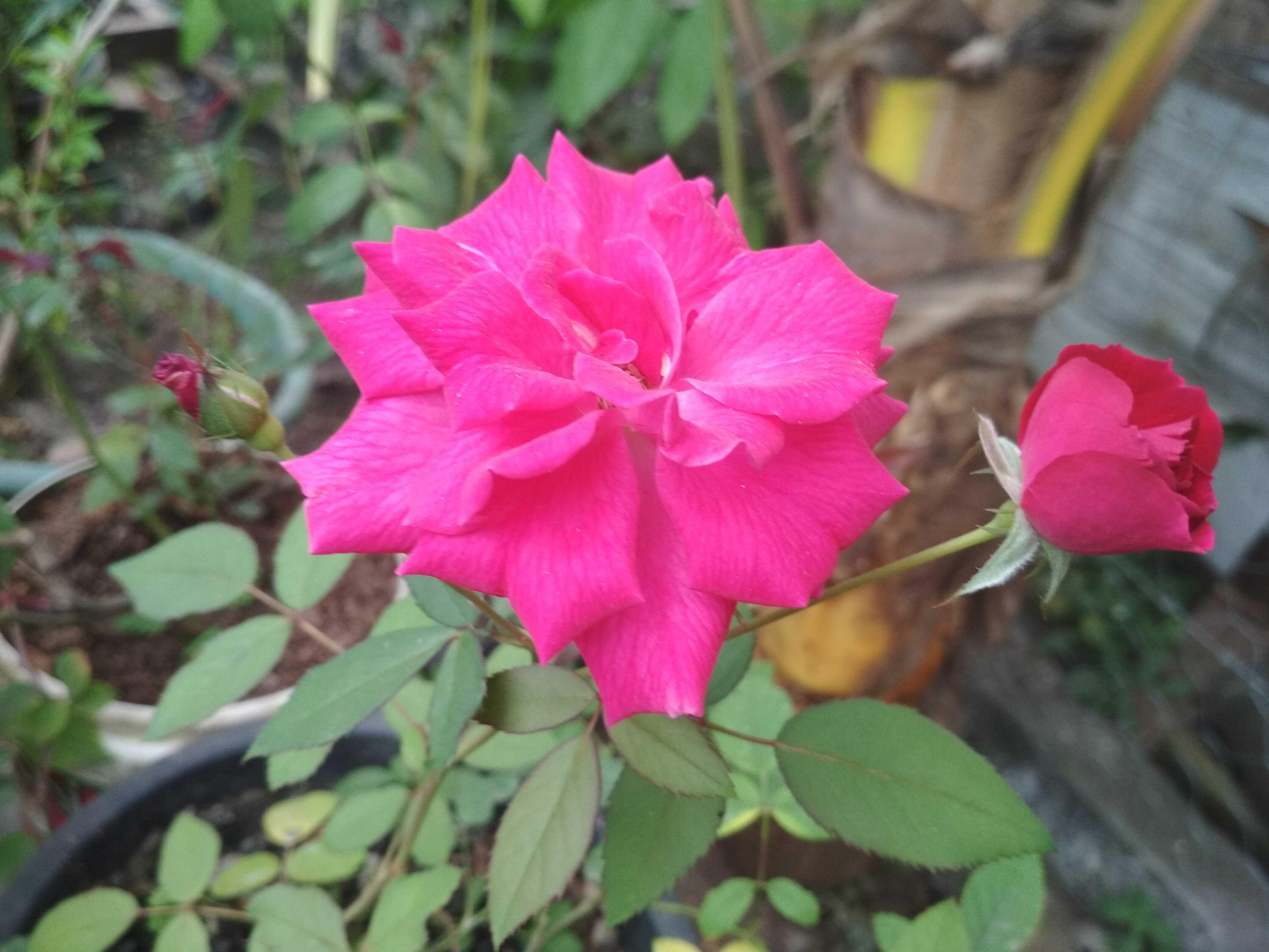  Paling  Bagus 28 Gambar  Bunga  Mawar  Pink Yang  Indah  