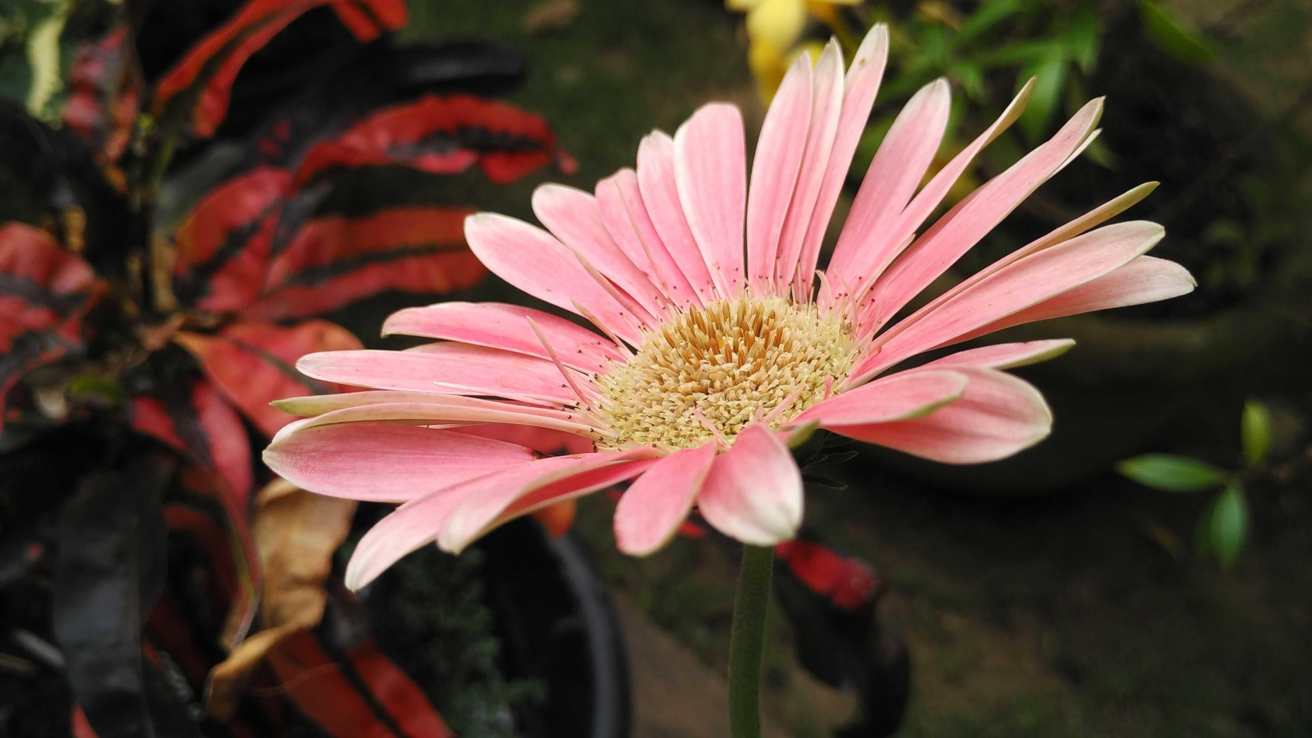 Bunga Matahari Pink : Nama Latin Bunga Matahari | Pot Bunga Matahari - Cara ... / Bunga matahari ini juga tumbuh tegak dan selalu membengkok ke sinar matahari.