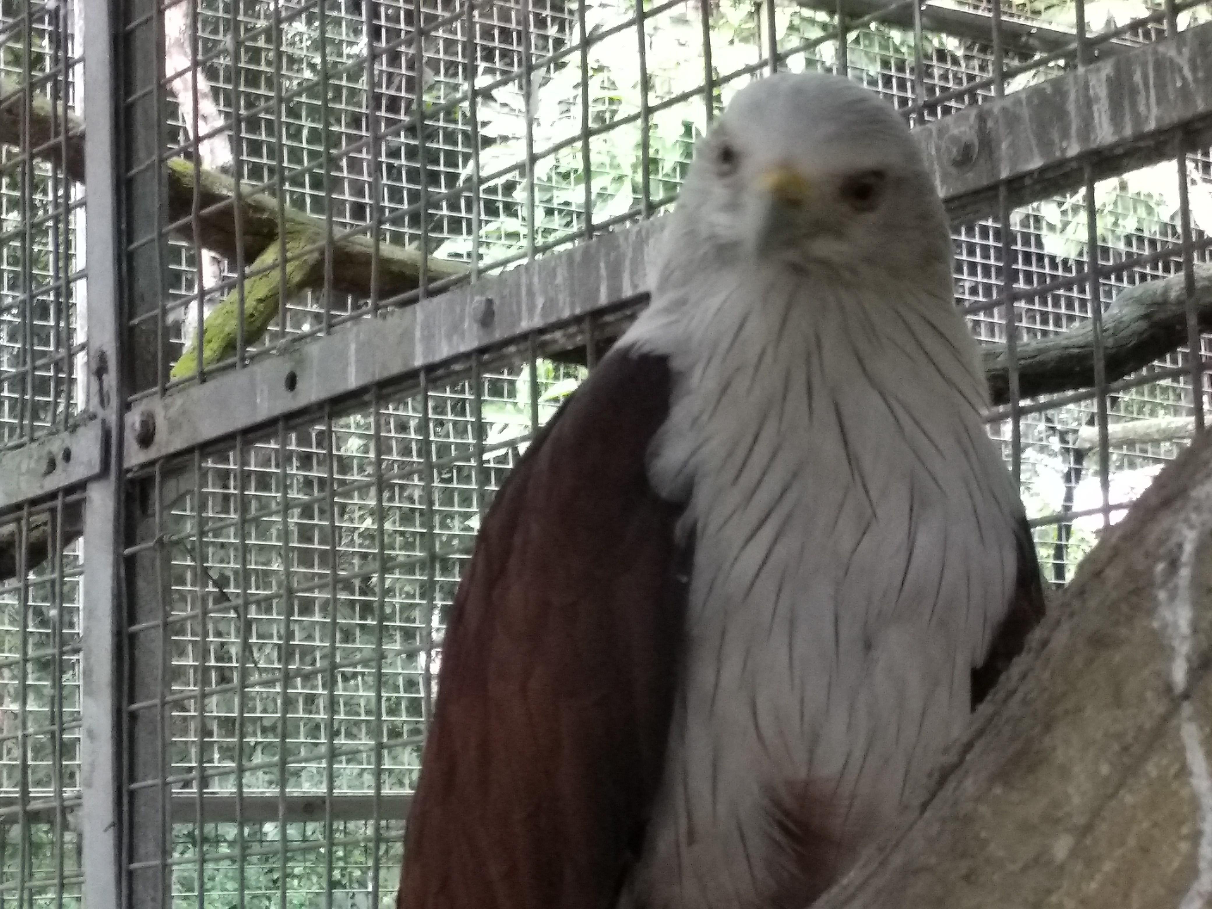 Burung Elang Bondol Steemkr