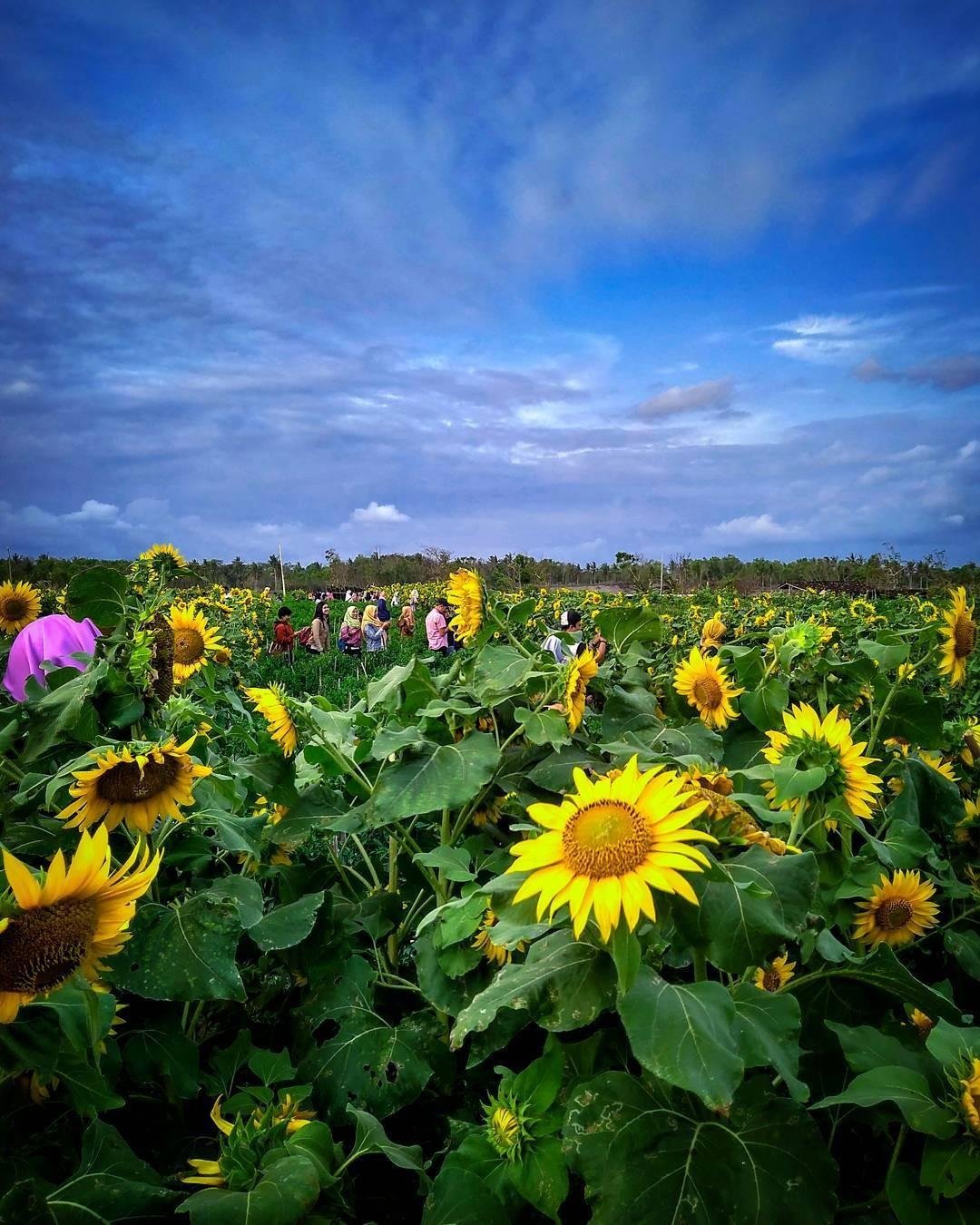 Sunflower Garden, Hits Destination in Bantul that You Must 