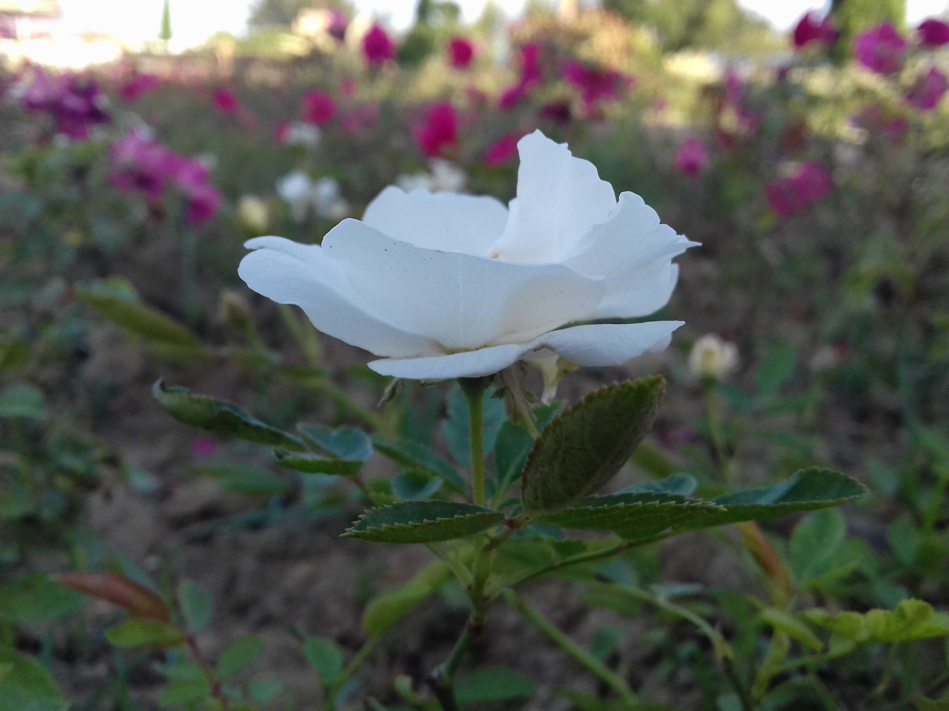 china-rose-flower-meaning-best-flower-site