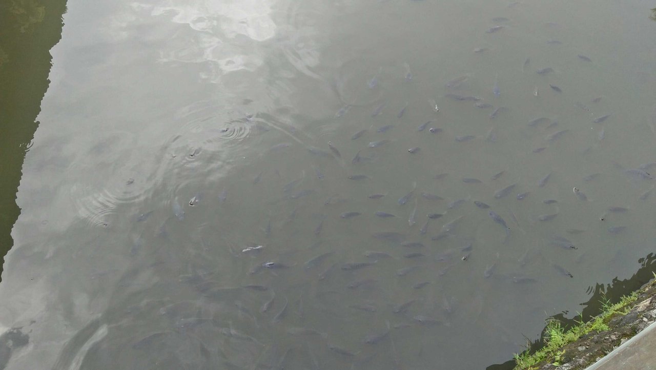 Budidaya Ikan Didalam Kolam