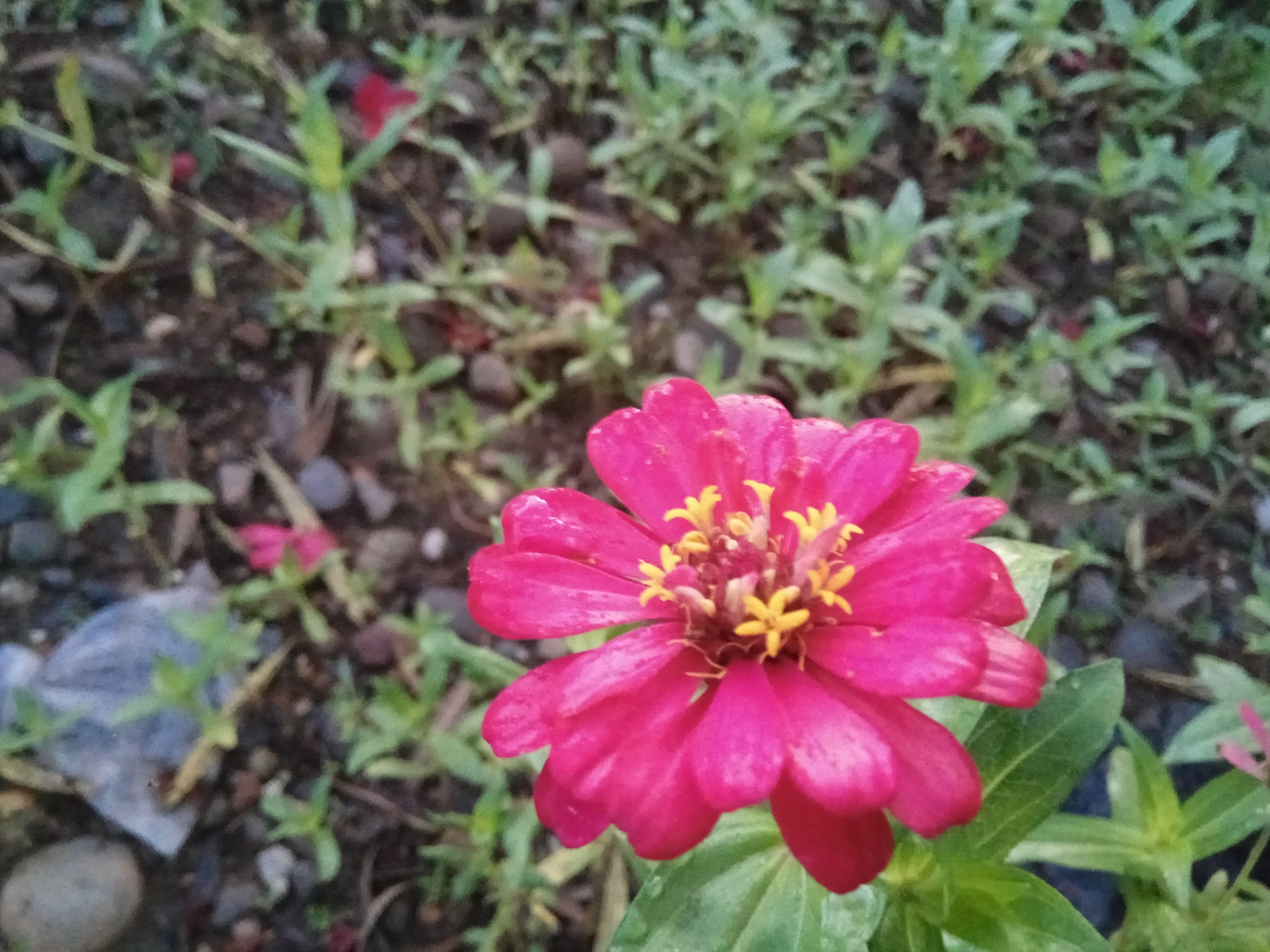 Gambar Bunga  Kertas  Zinnia 