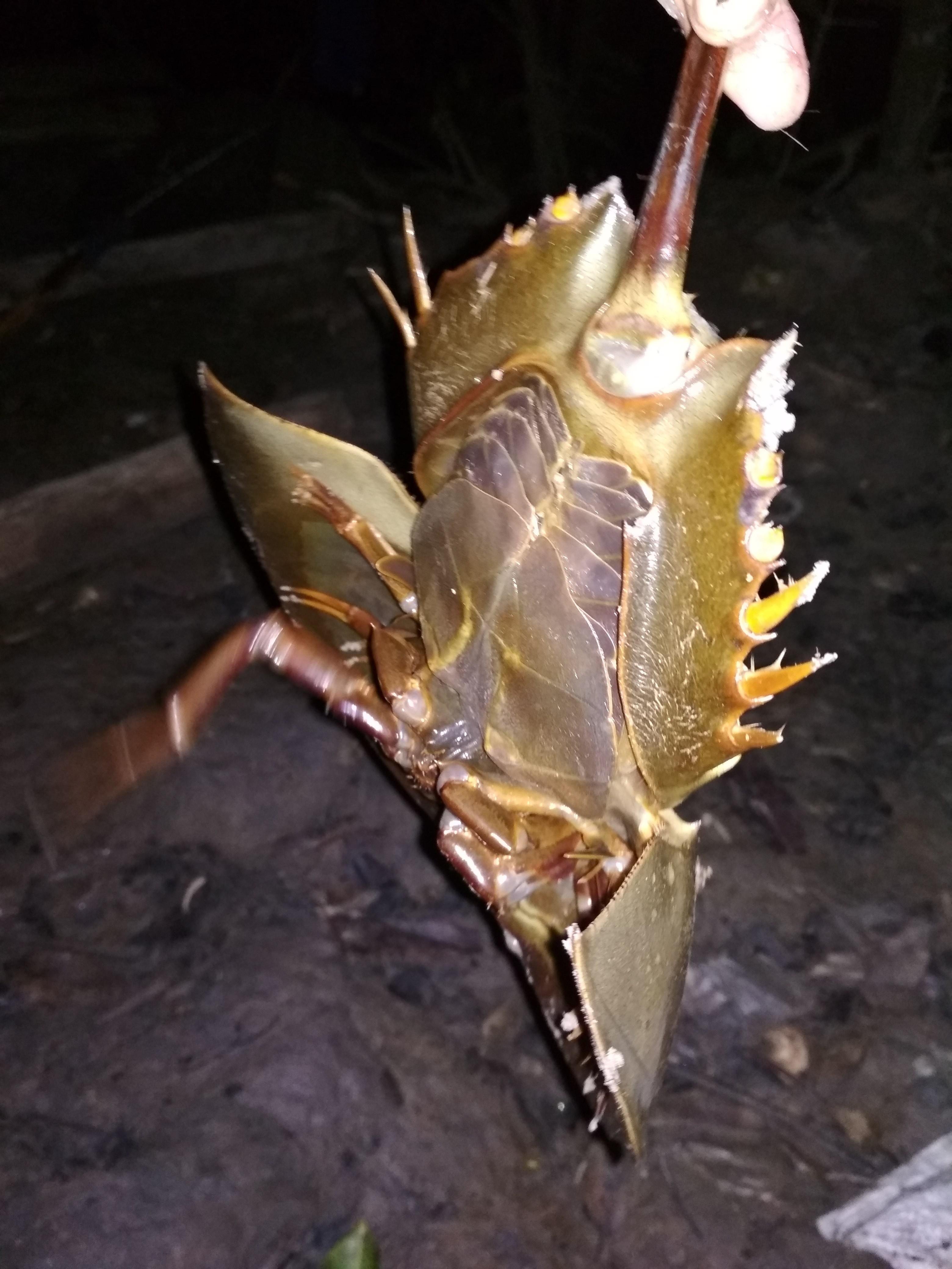 Hewan Purba Sebelum Kehidupan Dinosaurus Esteem