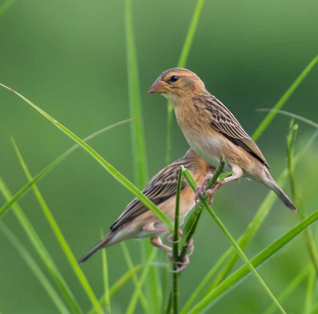 19++ Burung yg dilindungi terupdate