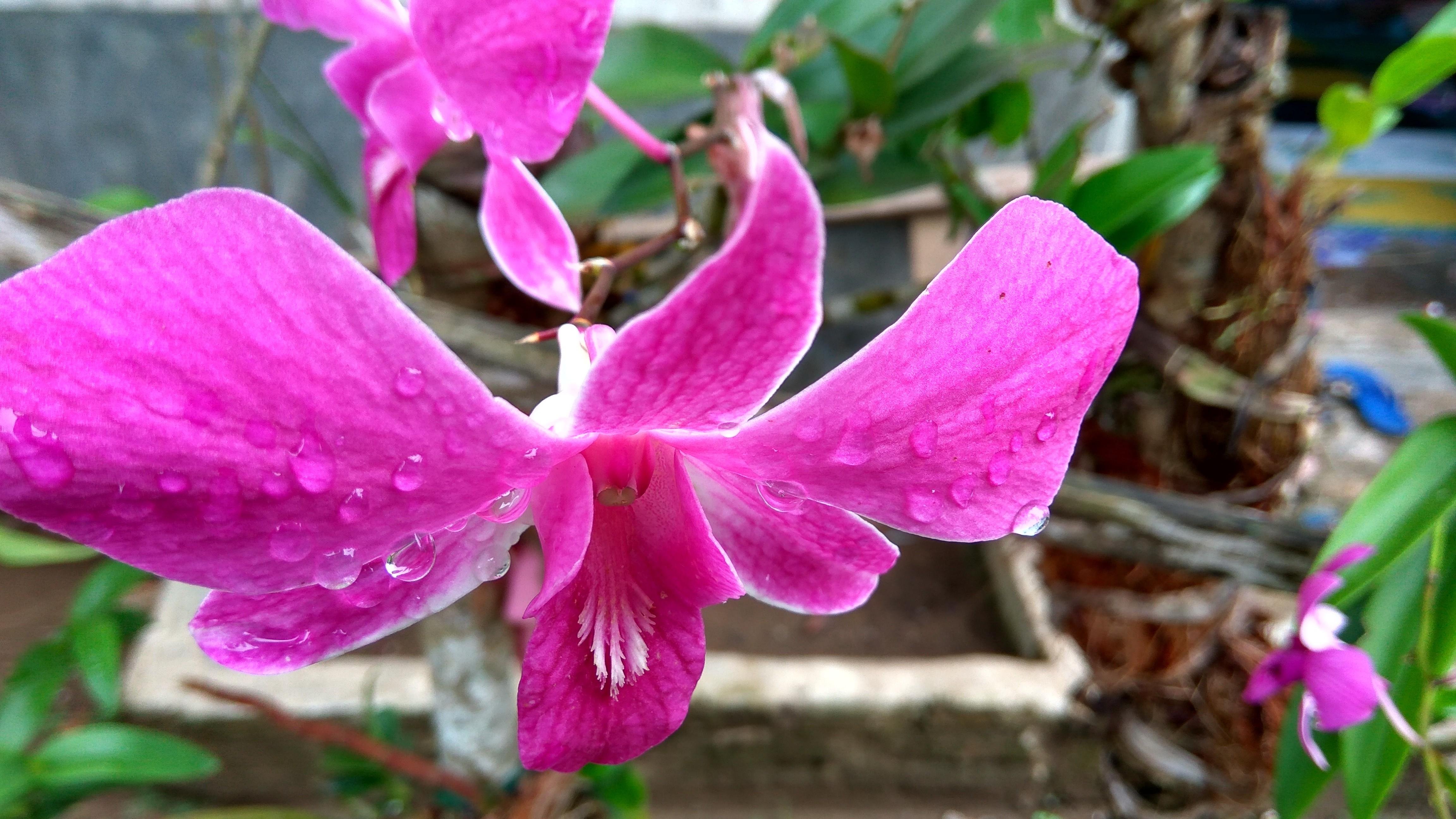 Paling Bagus 10 Bunga  Anggrek  Asli Gambar Bunga  Indah