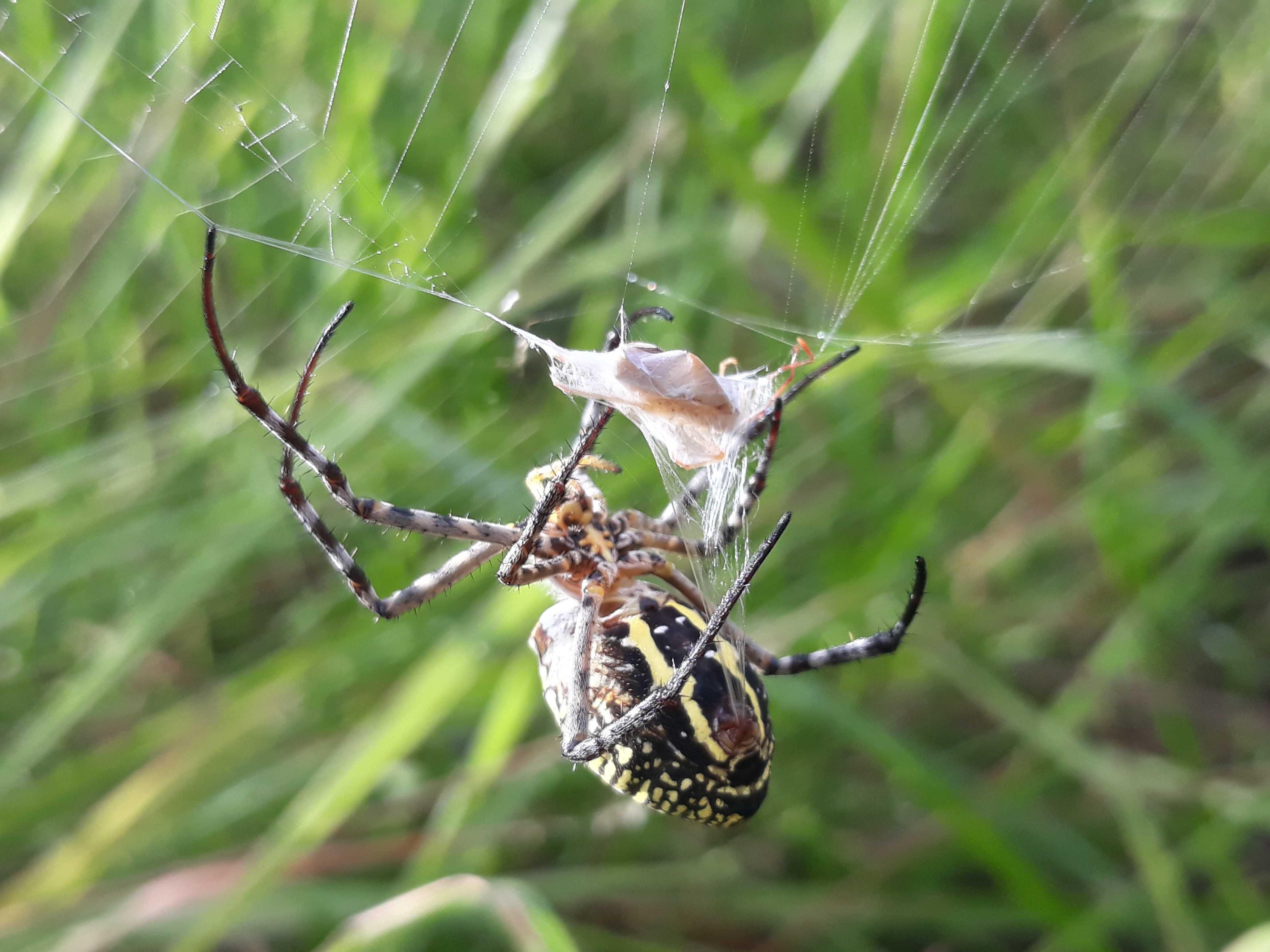 Yellow Spiders Are Predicting Flying Insects Laba Laba