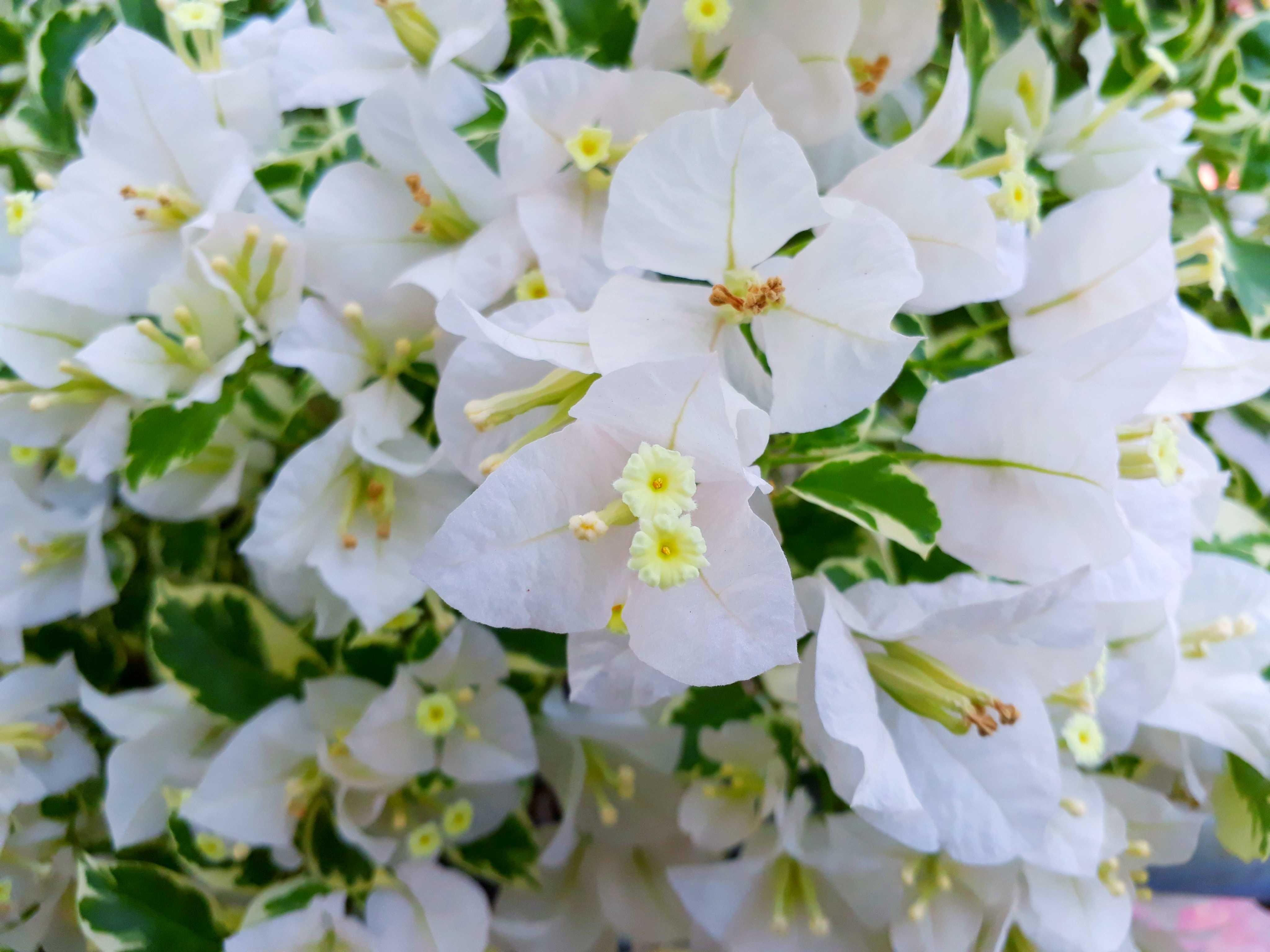 Gambar Bunga Kertas Putih  Gambar Bunga 