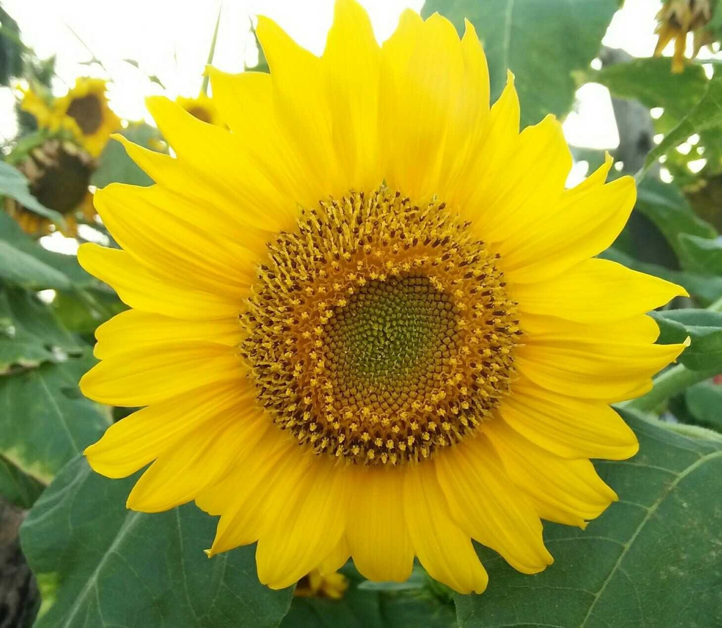 Koleksi Gambar Bunga Matahari Yang Cantik Terlengkap Eye Candy Photograph