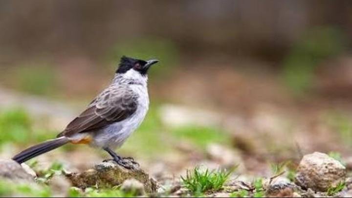 Burung Yang Cantik Steemkr