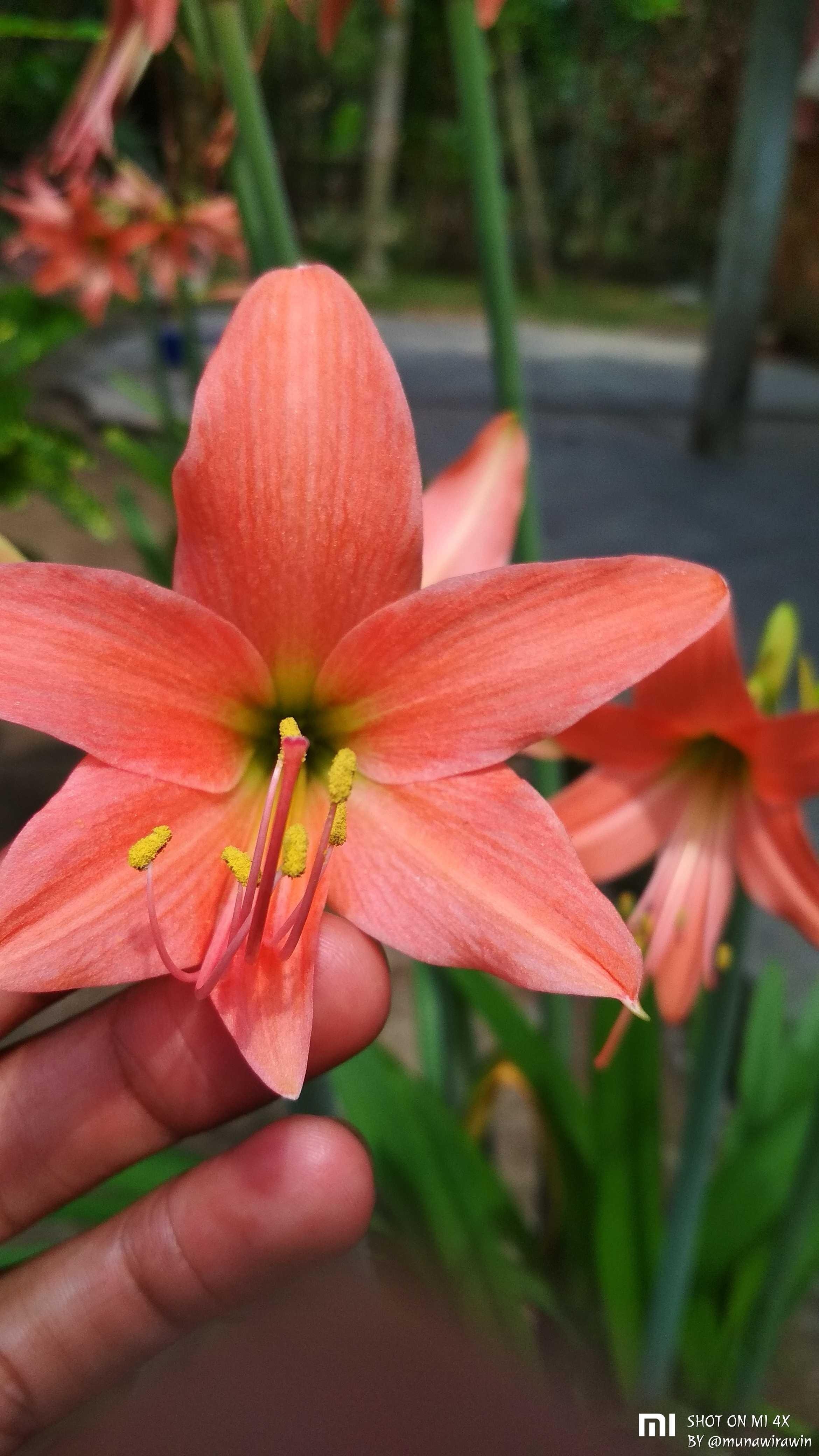 Gambar Bunga Lily Orange  Gambar Ngetrend dan VIRAL