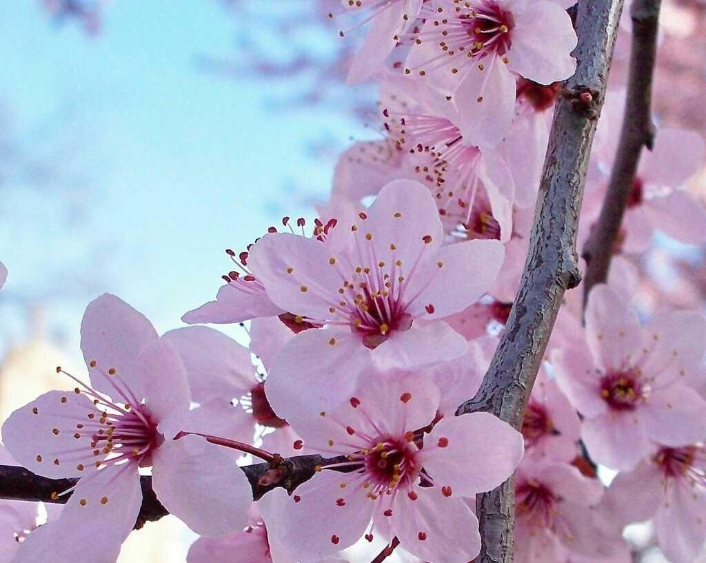 Hasil gambar untuk sakura Yamazakura