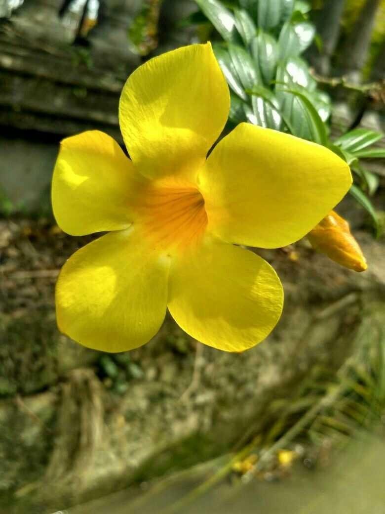 Gambar Bunga Warna Kuning | Pickini