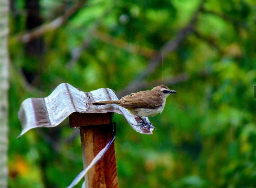 Burung Trucuk Yang Ada Di Indonesia Steemkr