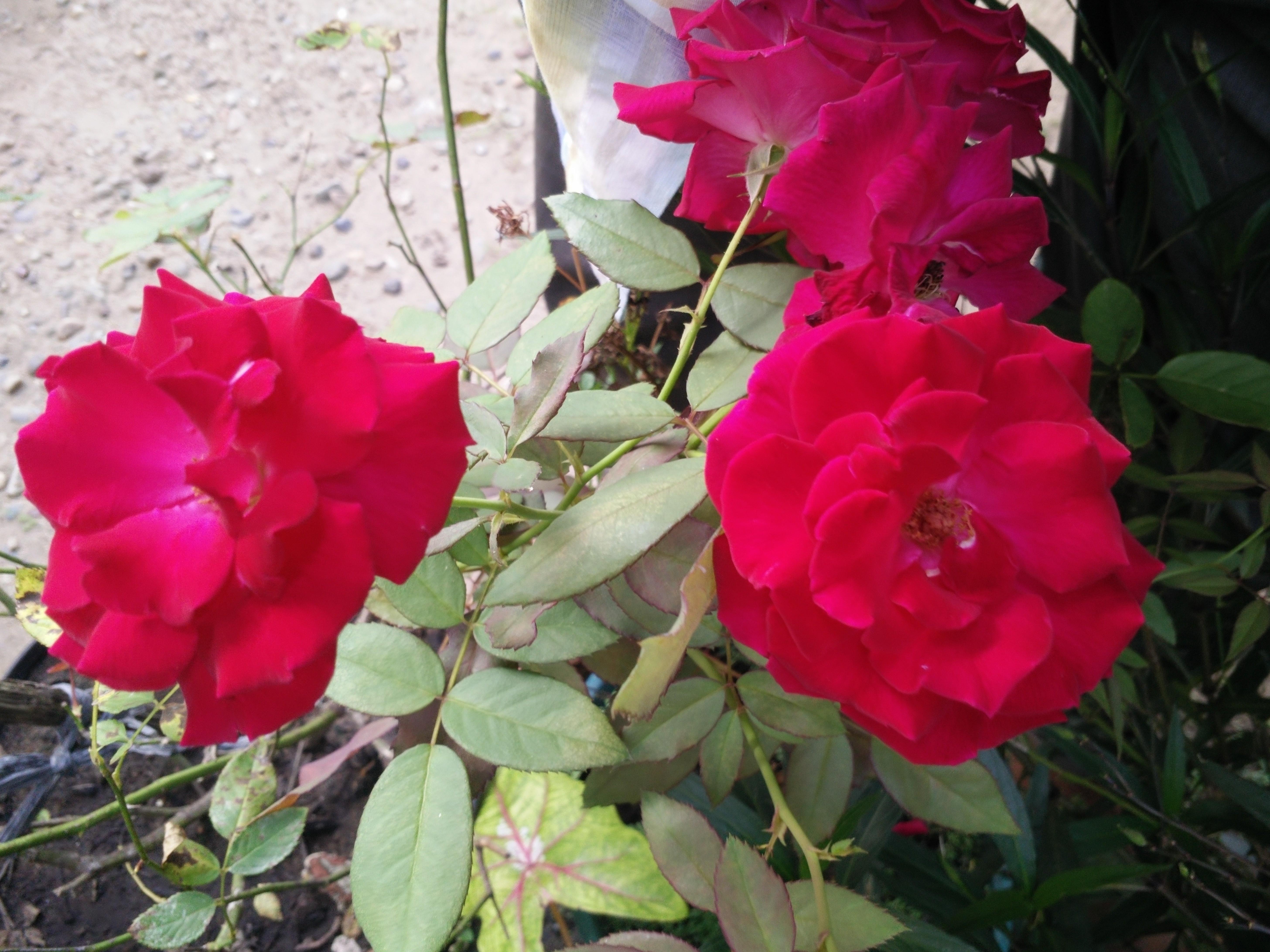 Gambar Bunga Mawar Merah Yang Layu - Koleksi Gambar Bunga