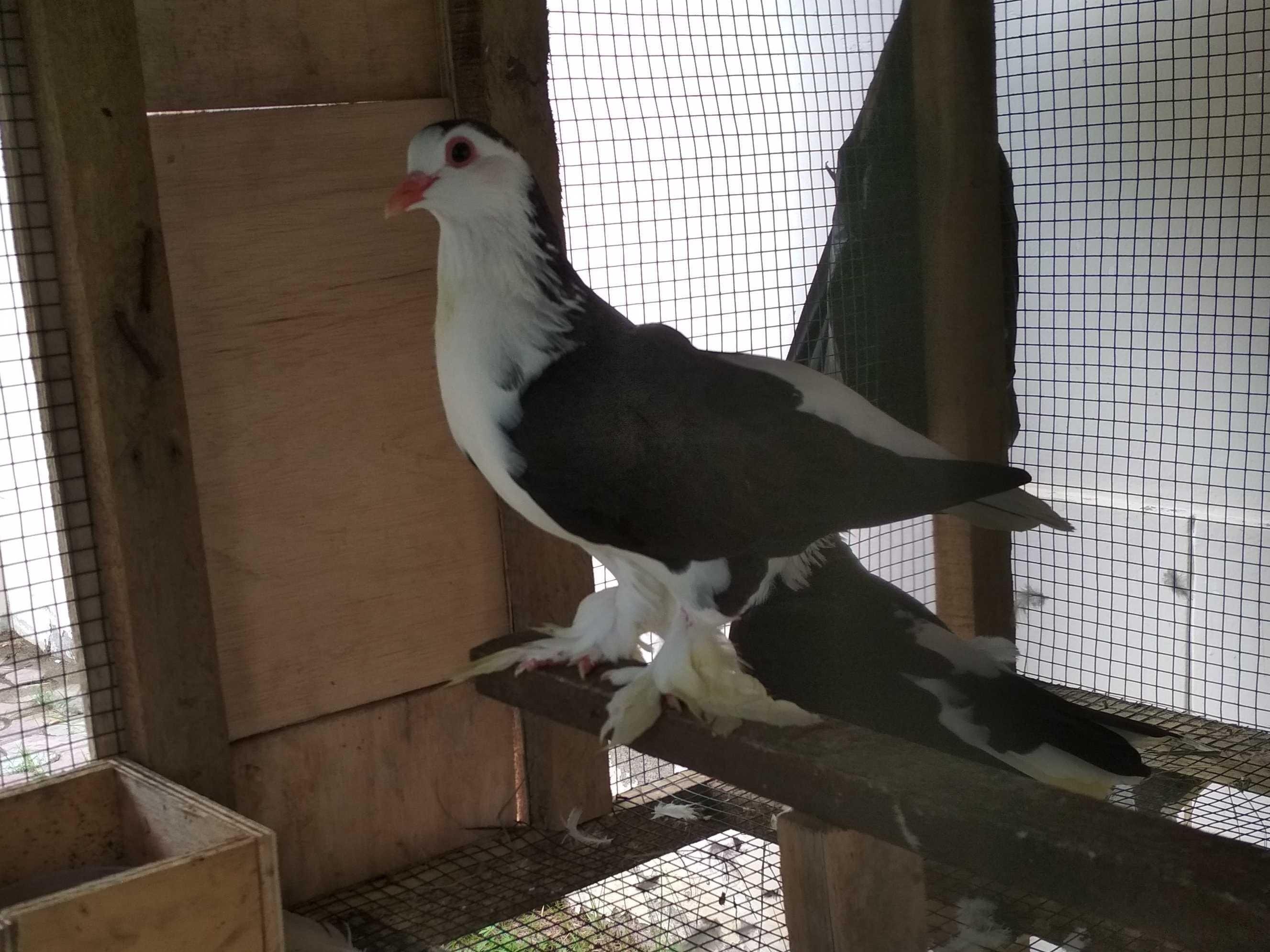 Burung Merpati Yang Malang