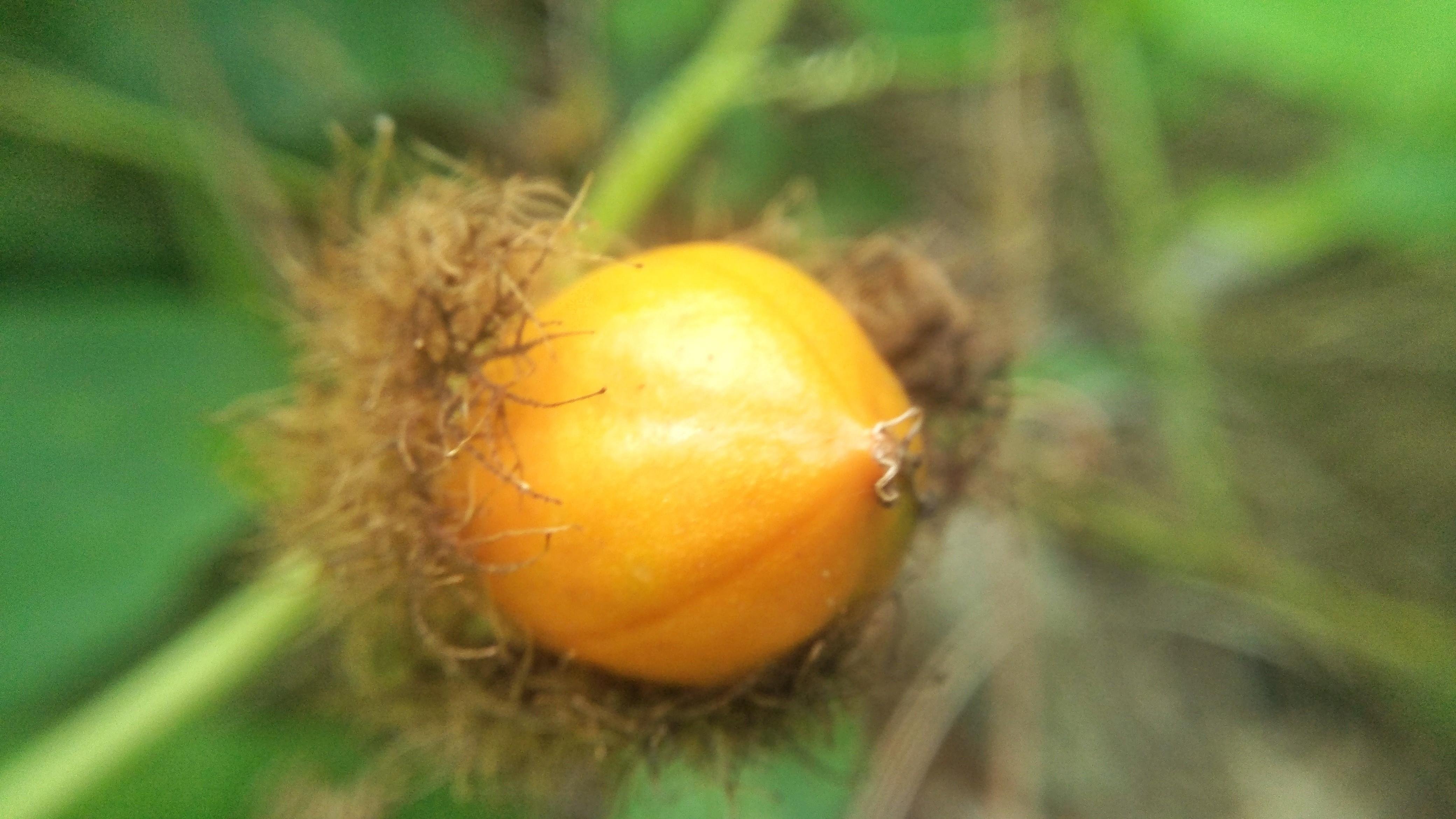 Buah Rambutan  Hutan   Steemit