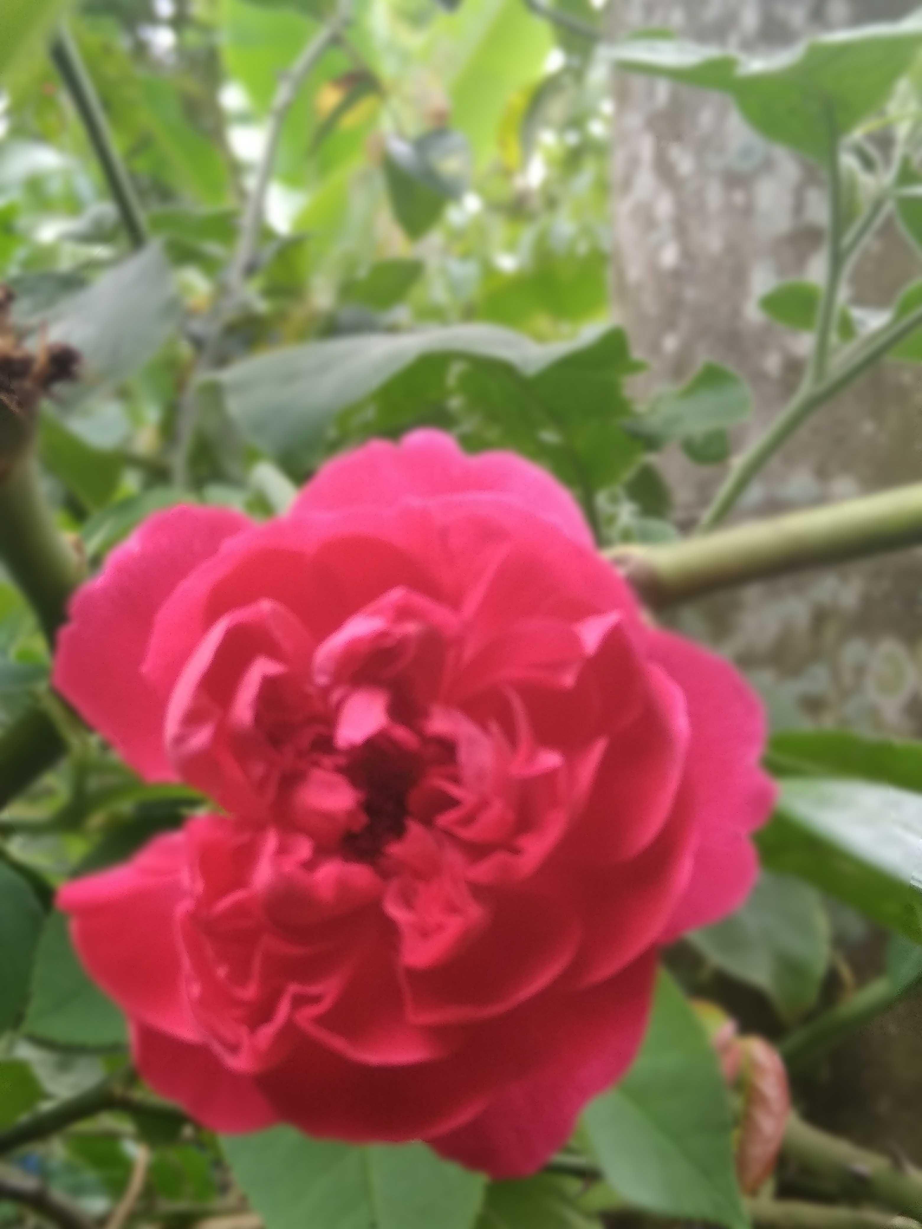 Bunga Mawar Yang Cantik