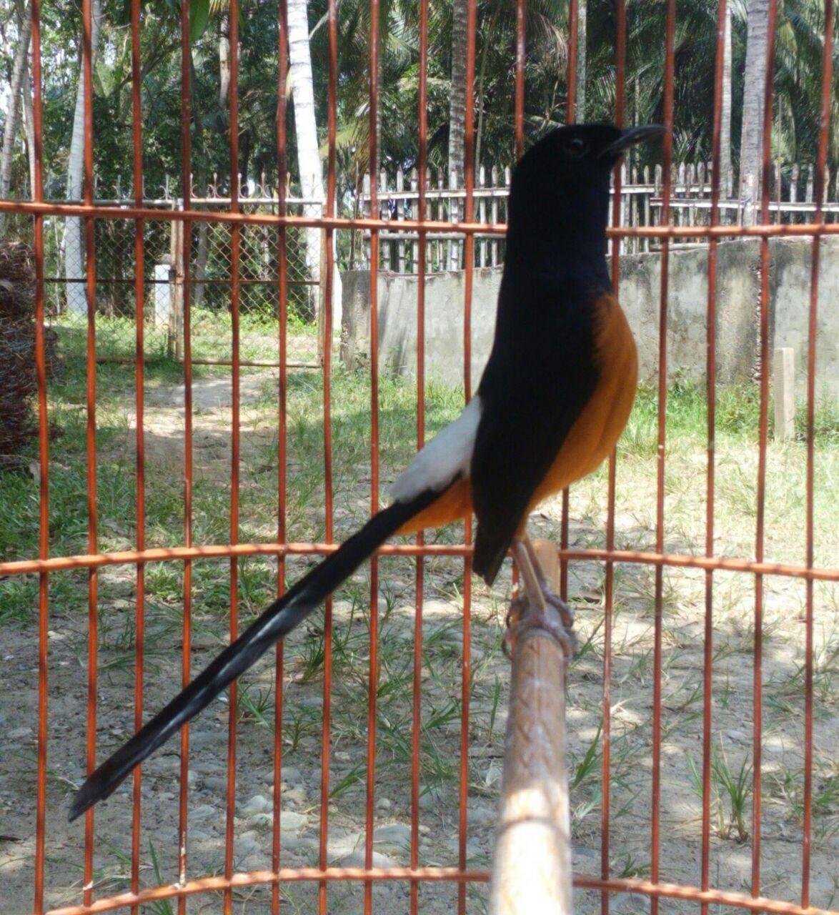 34+ Burung murai termahal di indonesia terbaru