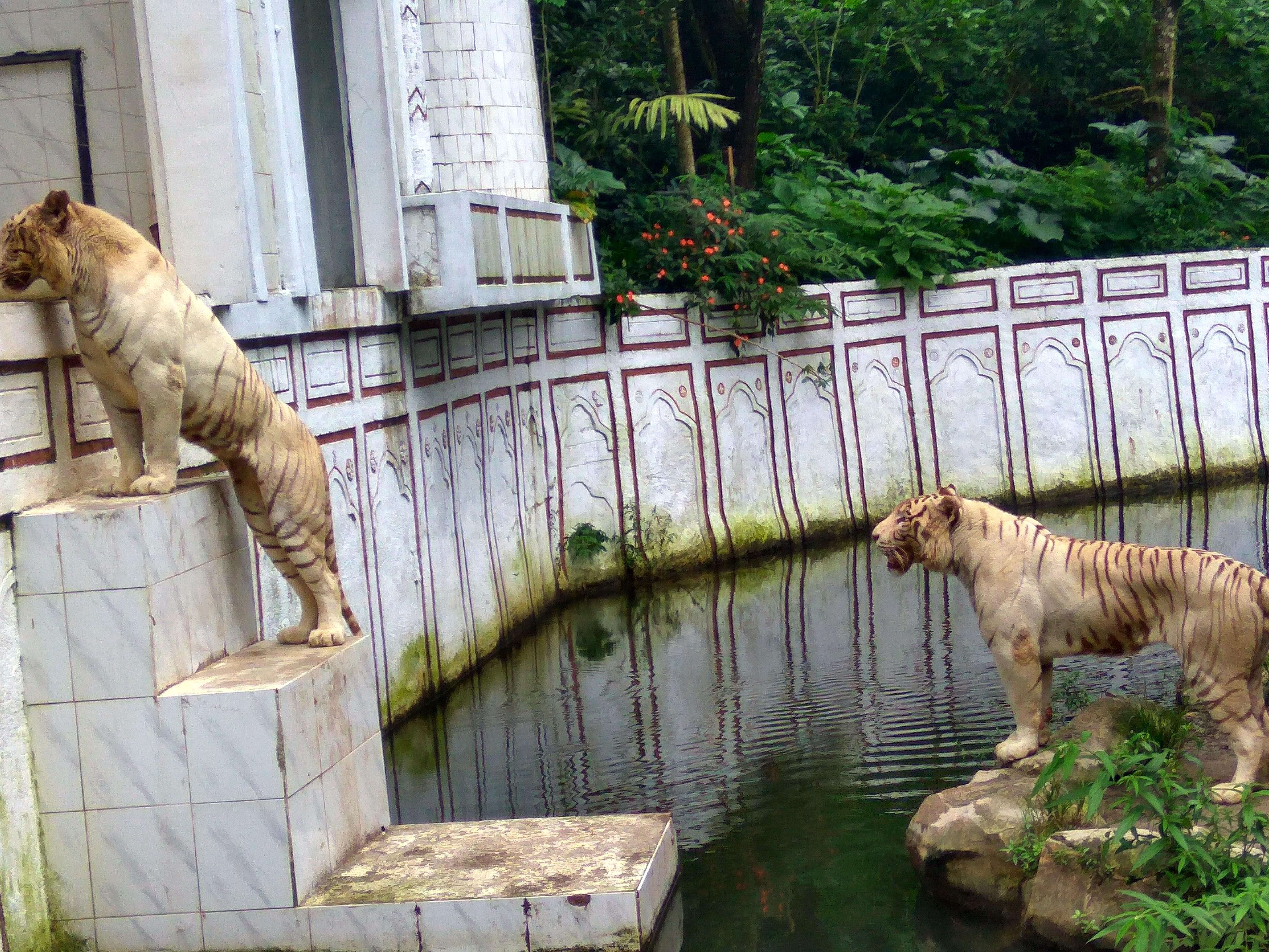 Jalan Jalan Di Taman Safari Indonesi